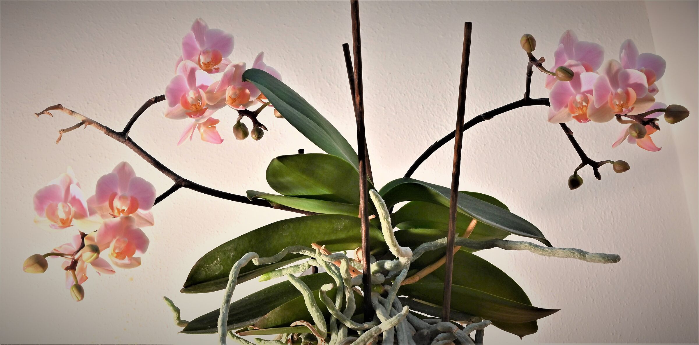 Looking for delicatzza