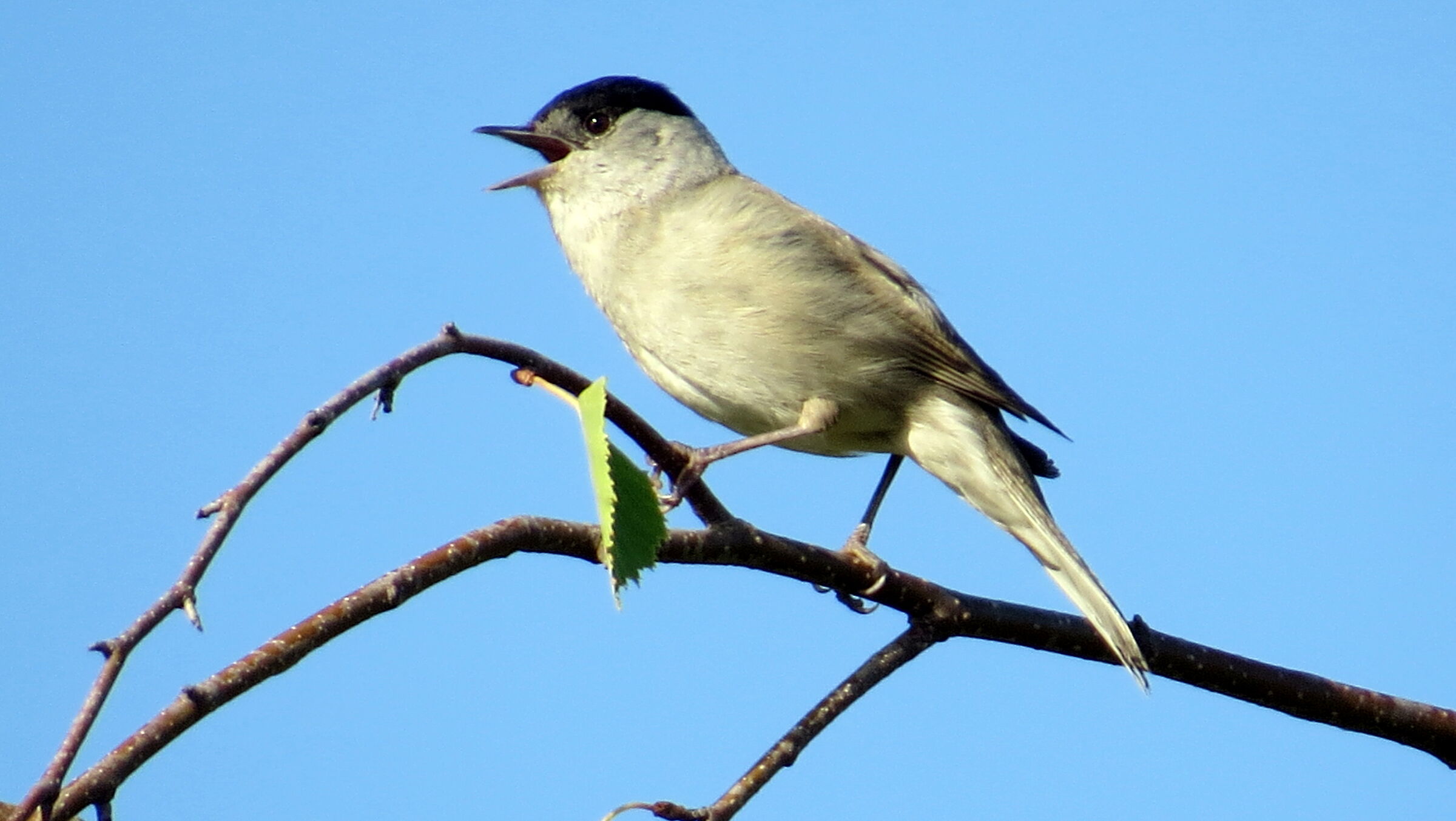Blackcap