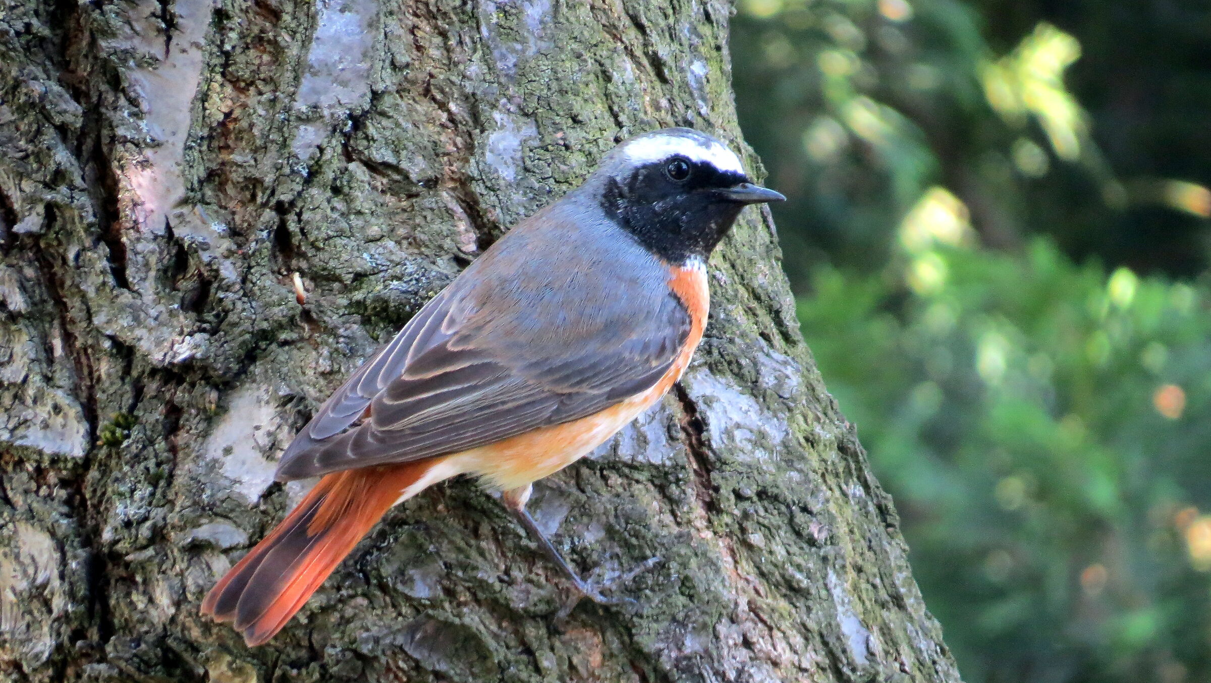 Codirosso Municipality