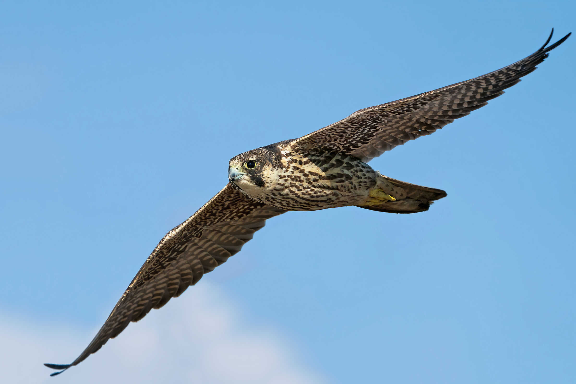 Falco pellegrino sottospecie siberiana