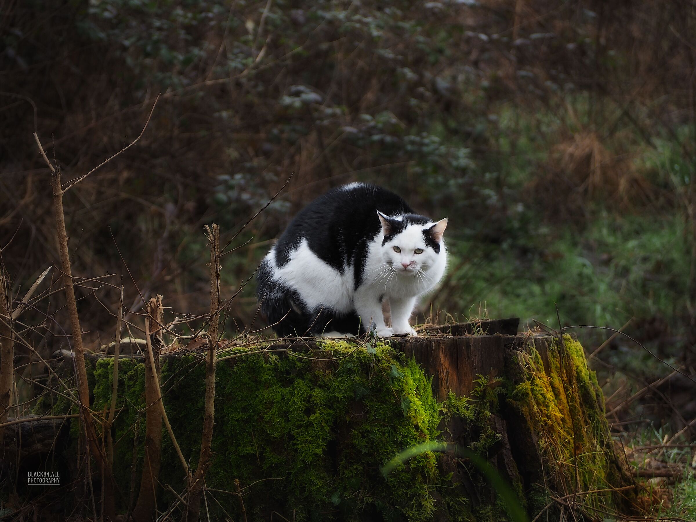 Cat in the Woods