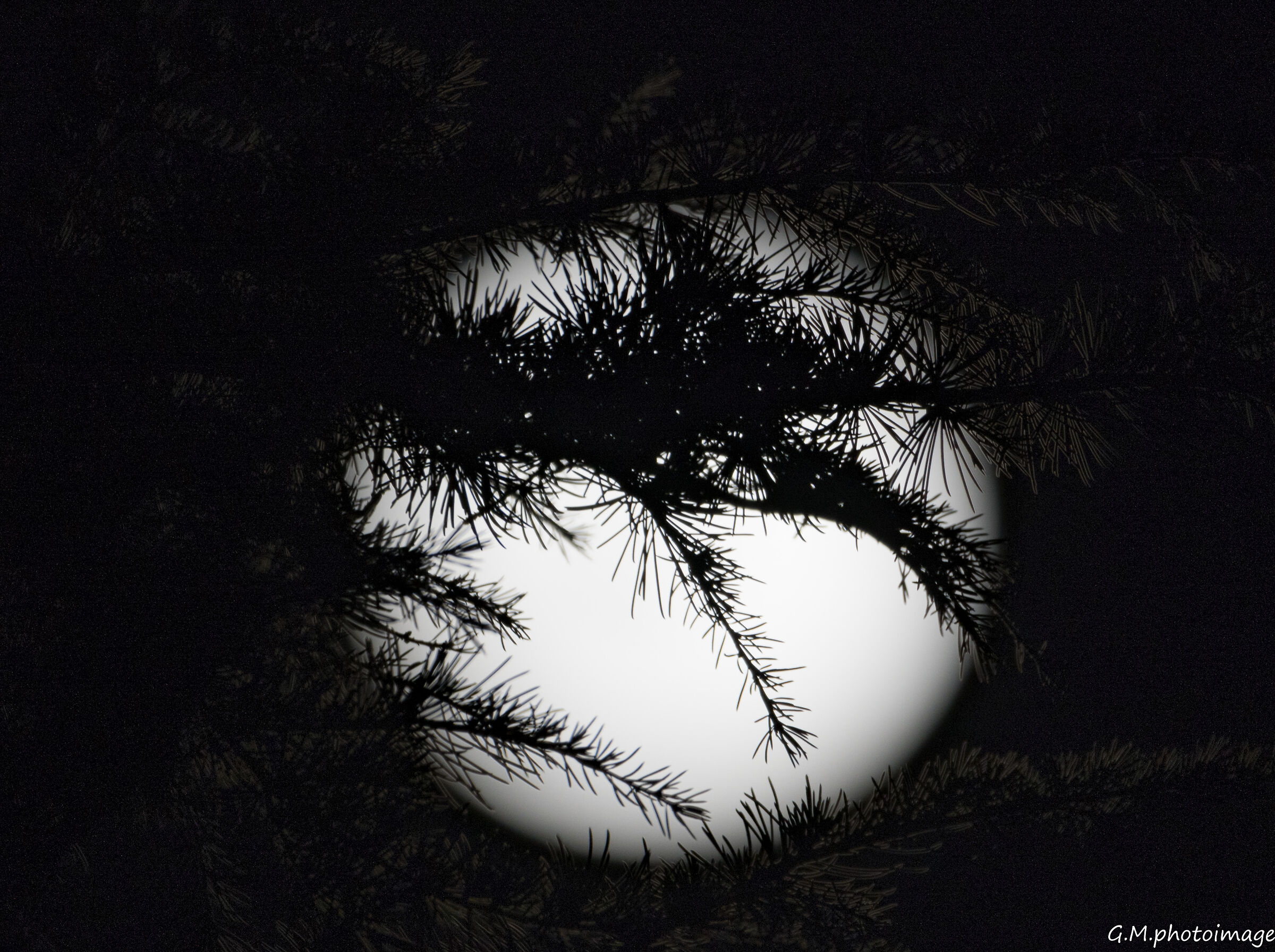 Moon hidden by branches