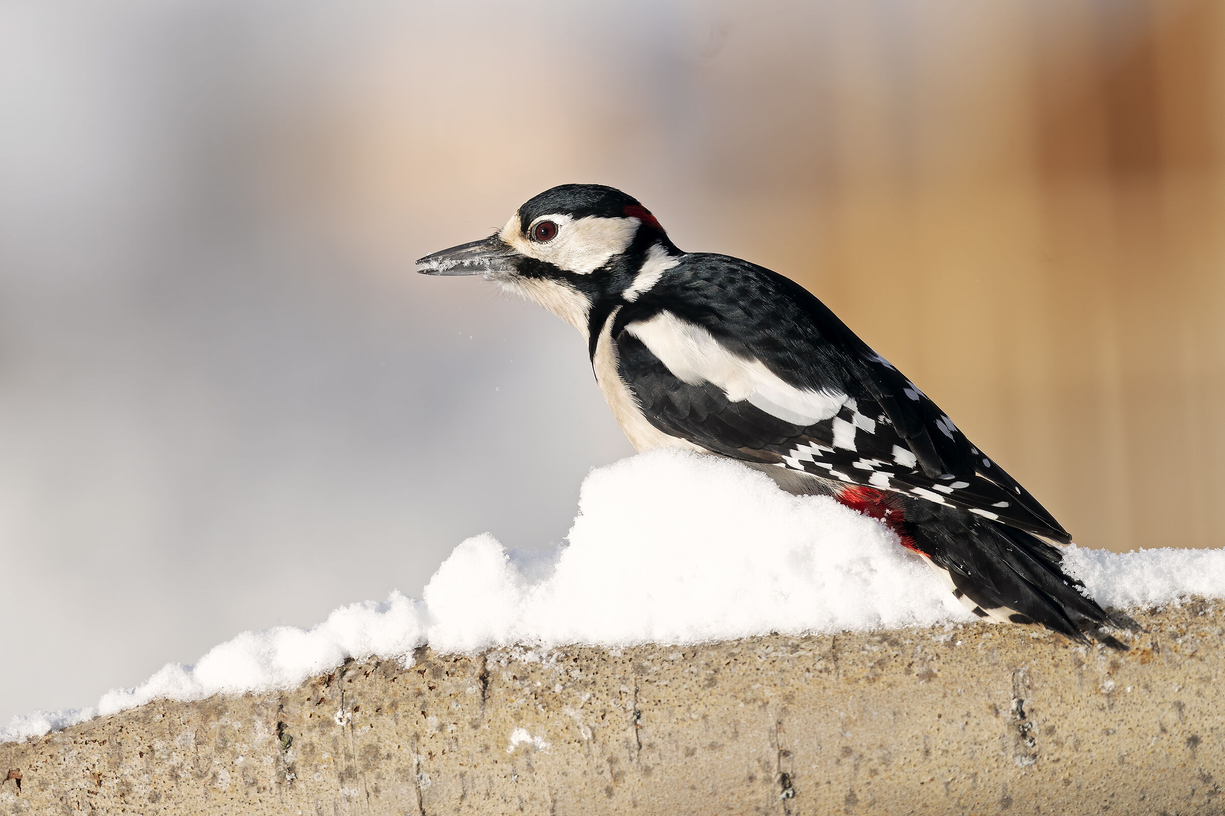 The Greater Red Woodpecker.