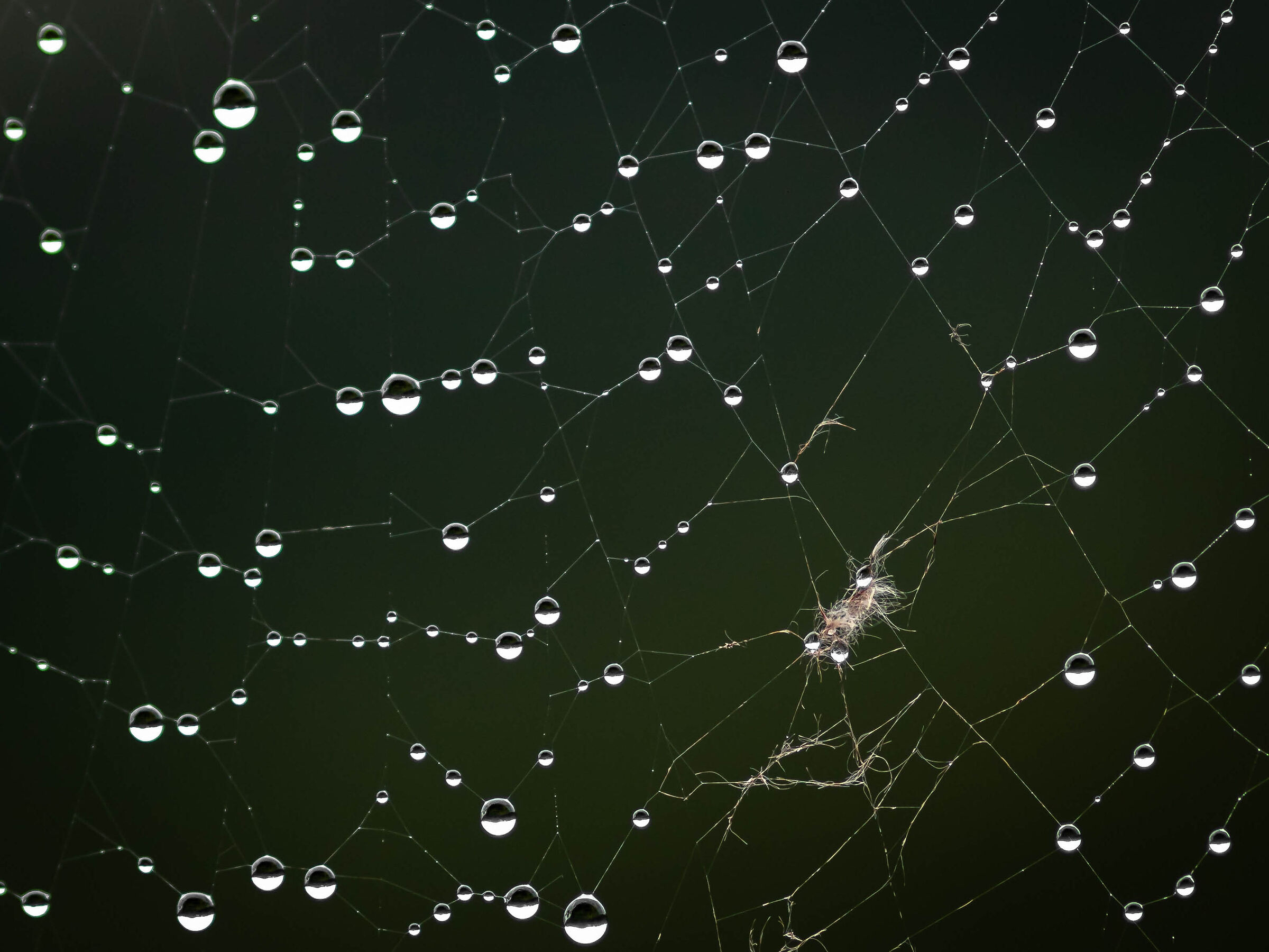 Web
