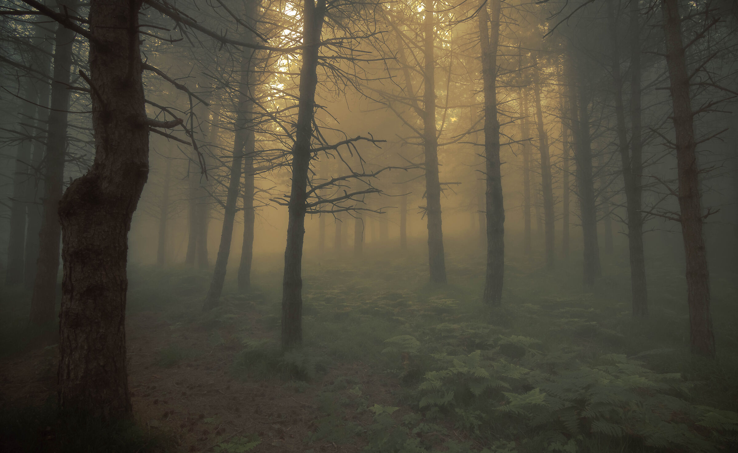 Bargone's bush in the mist