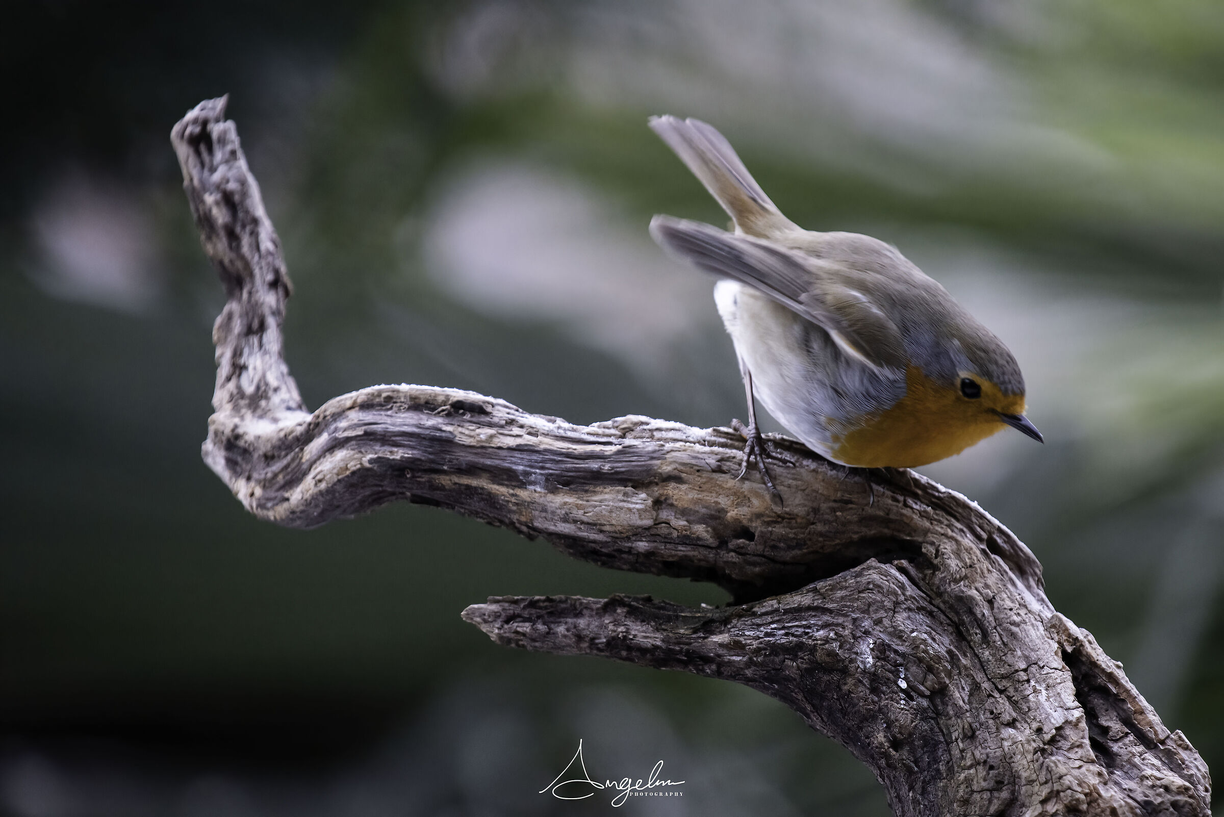 Pettirosso su posatoio