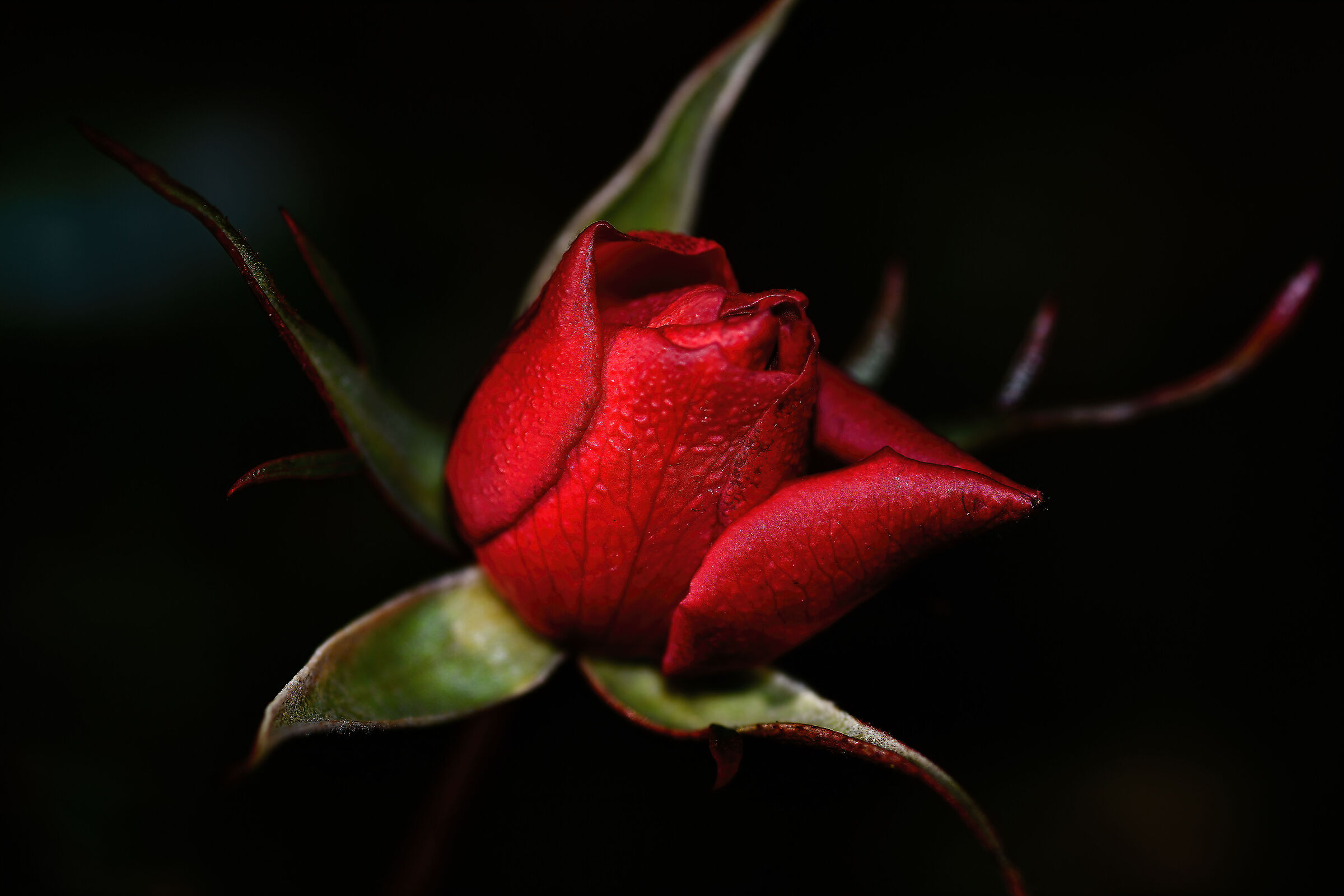 Piccola rosellina arrampicante....