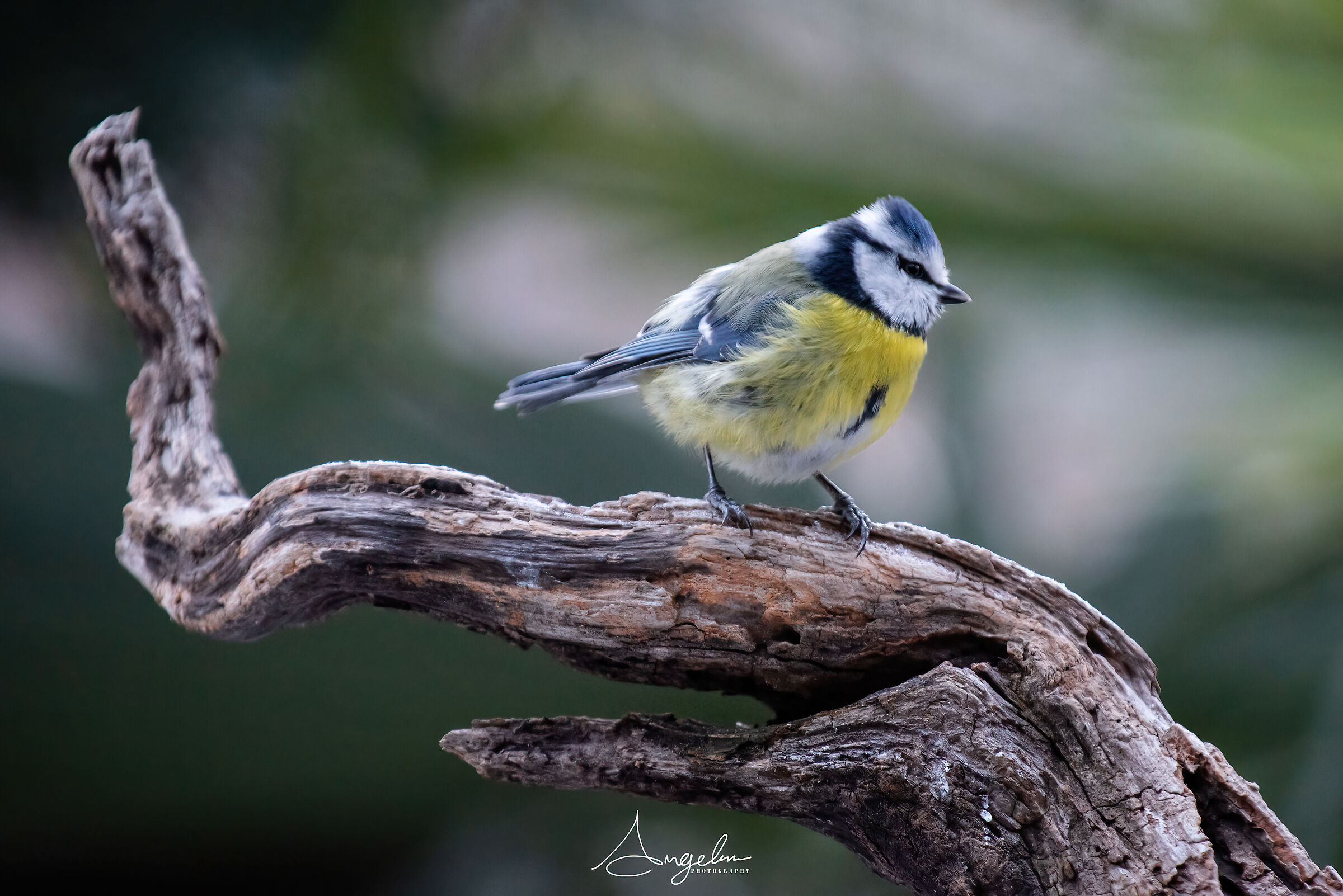 Cinciarella su posatoio