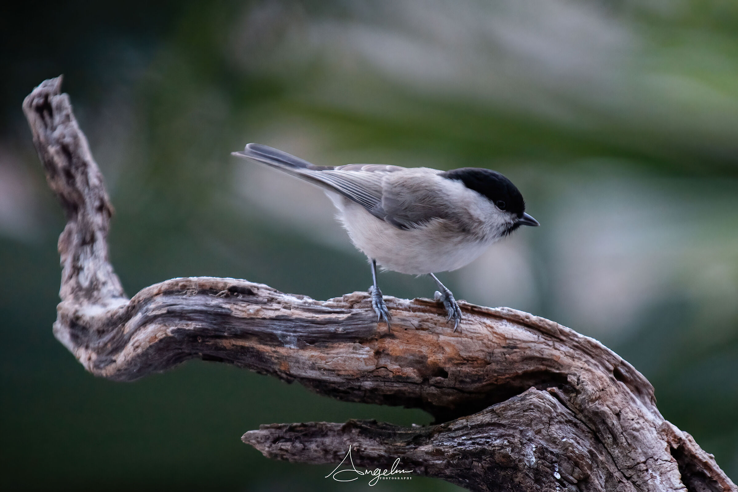 Cincia Bigia Alpestre su posatoio
