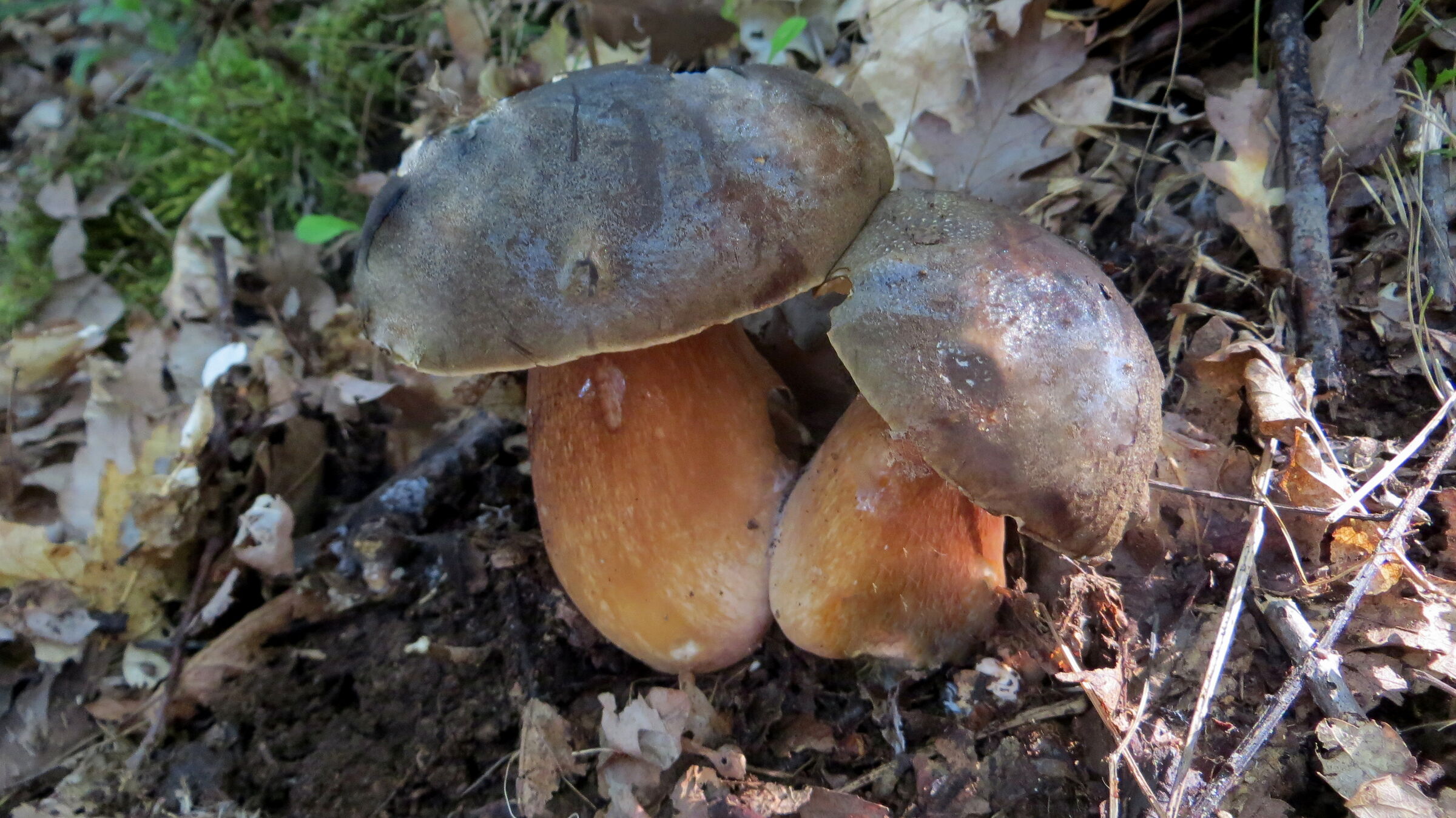 Boletus Aereus