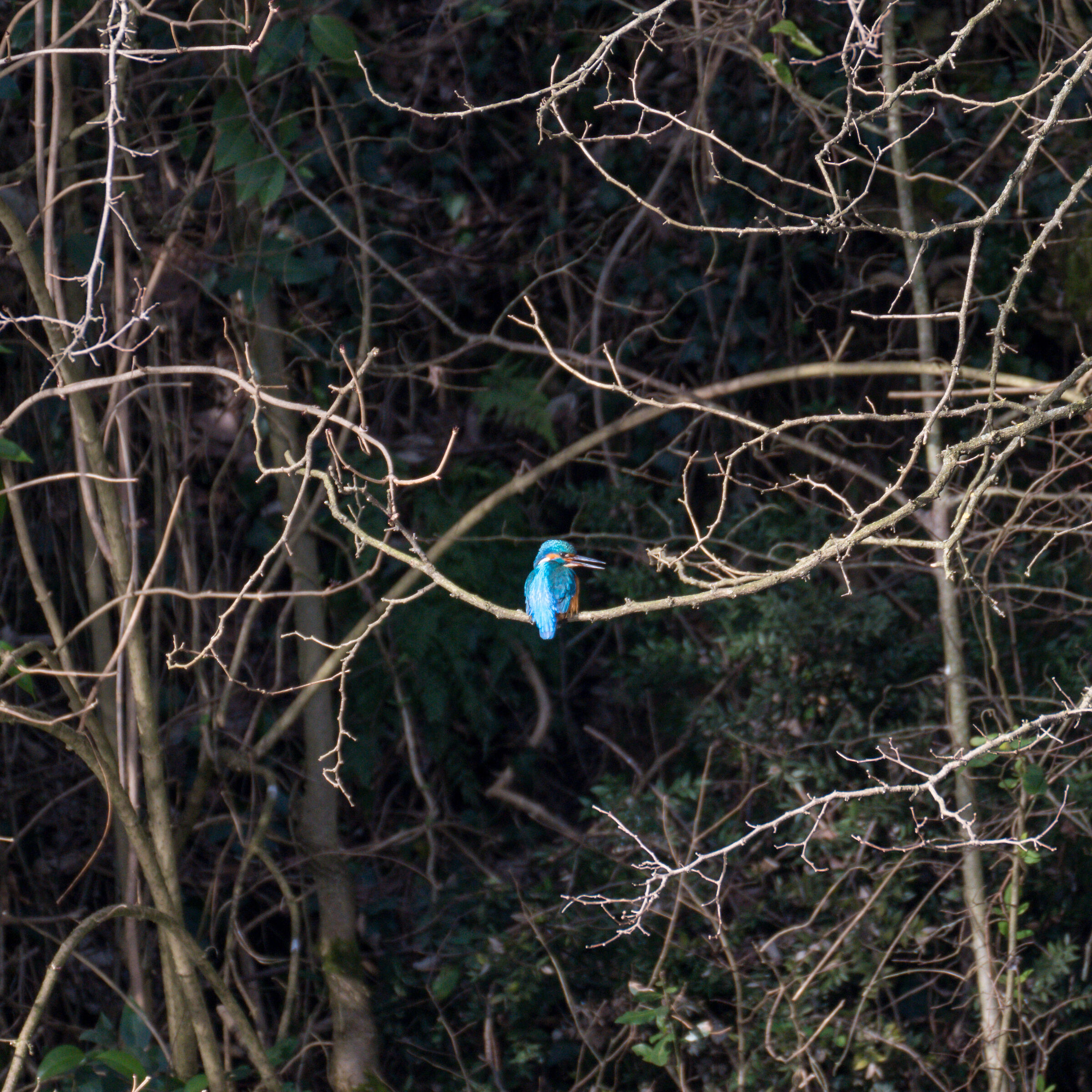 Kingfisher