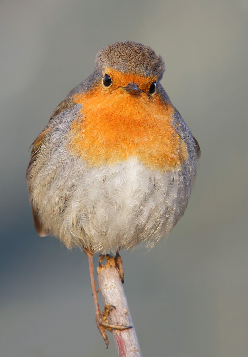 Robin