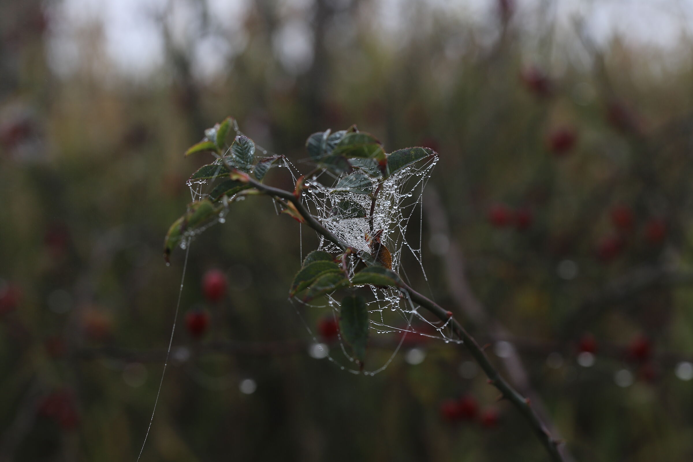 A treasure chest of pearls.