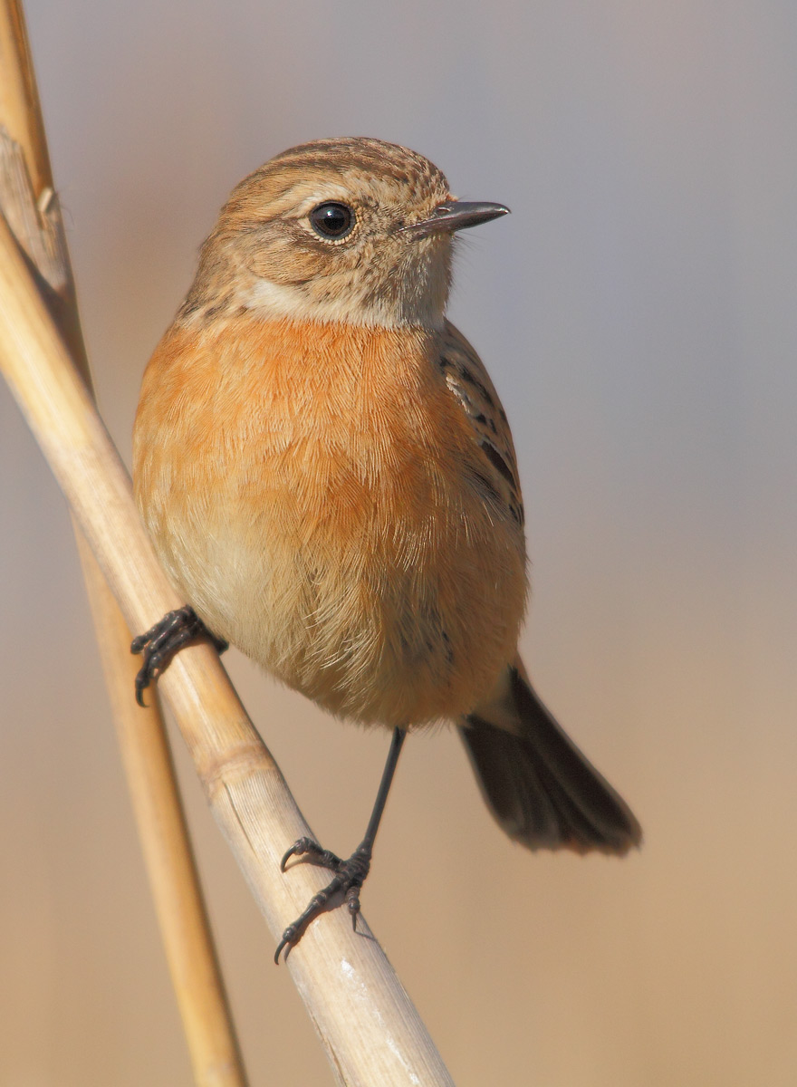 Stonechat