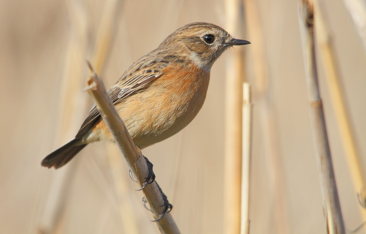 Stonechat