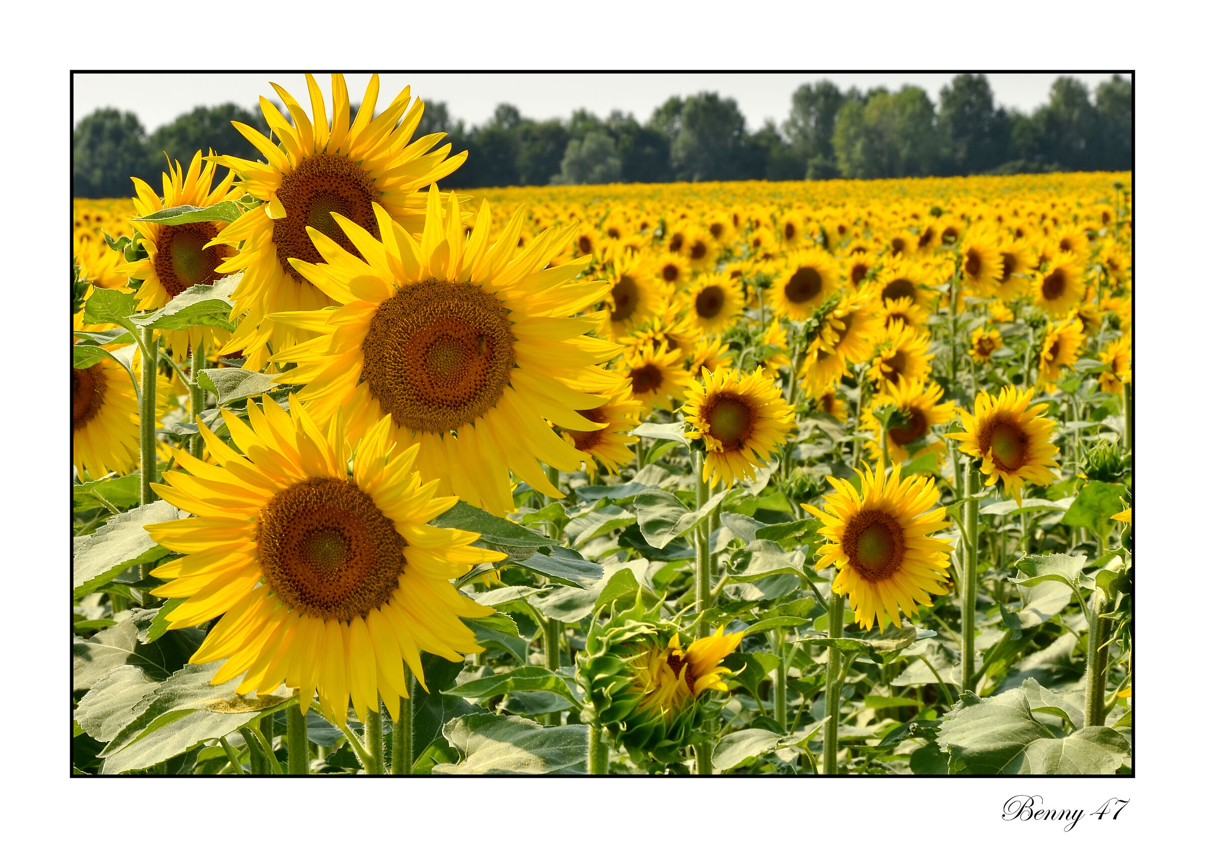 Sunflower field