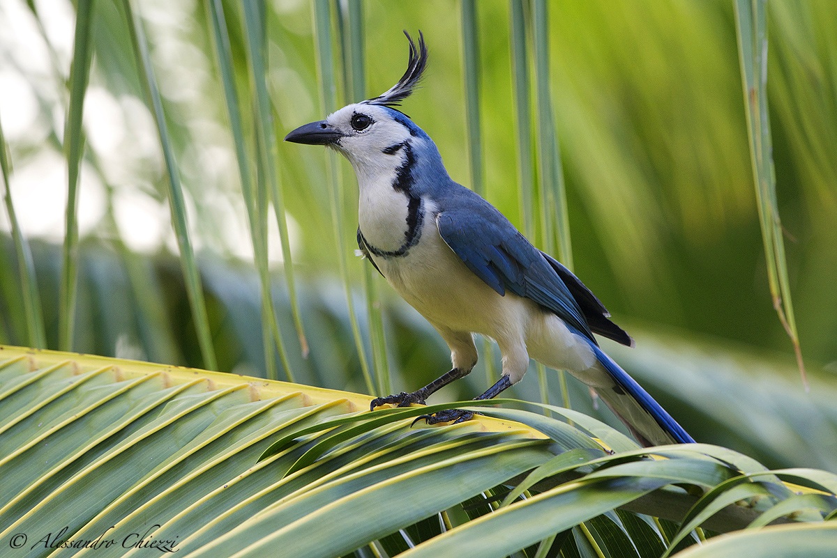 Gazza crested golabianca