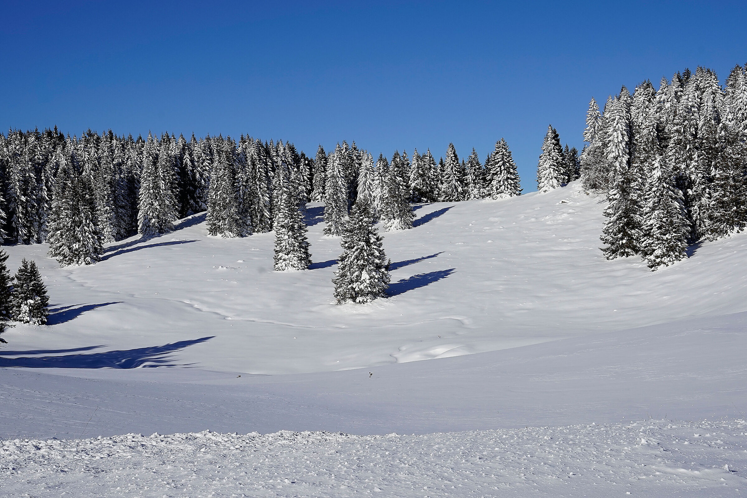 Piana di /vezzena innevata