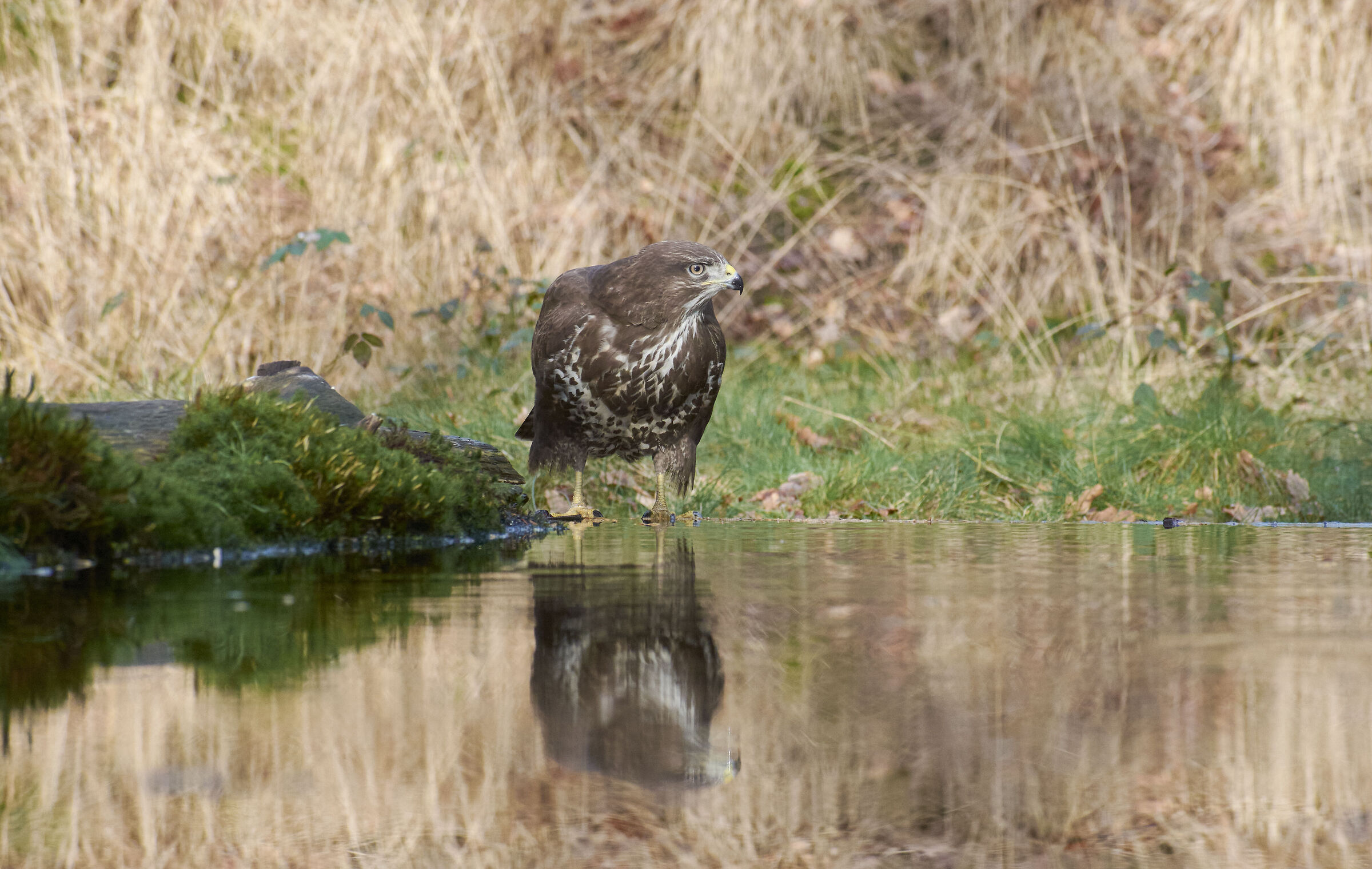 European common Buzzard (Buteo buteo)