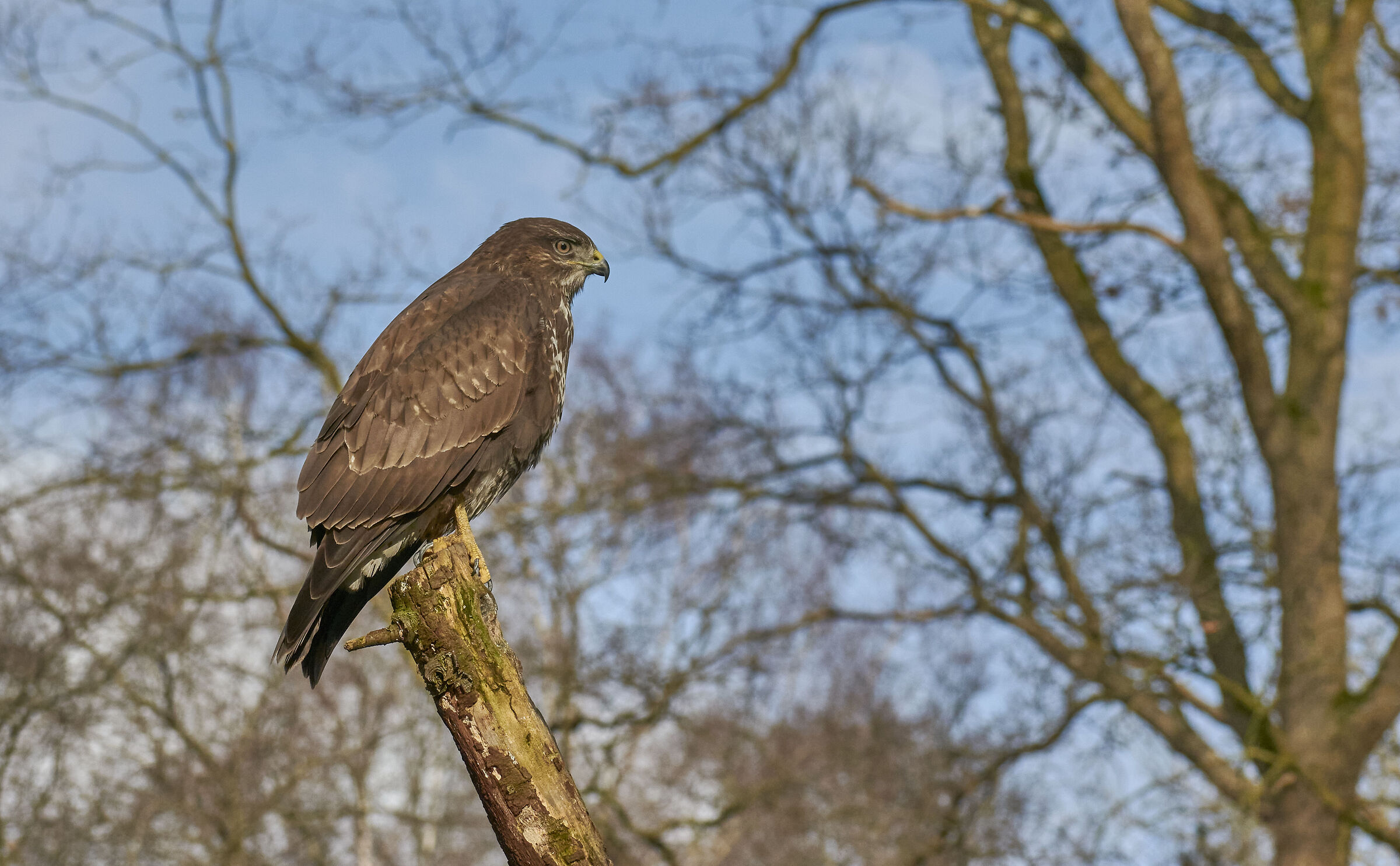 European common Buzzard (Buteo buteo)