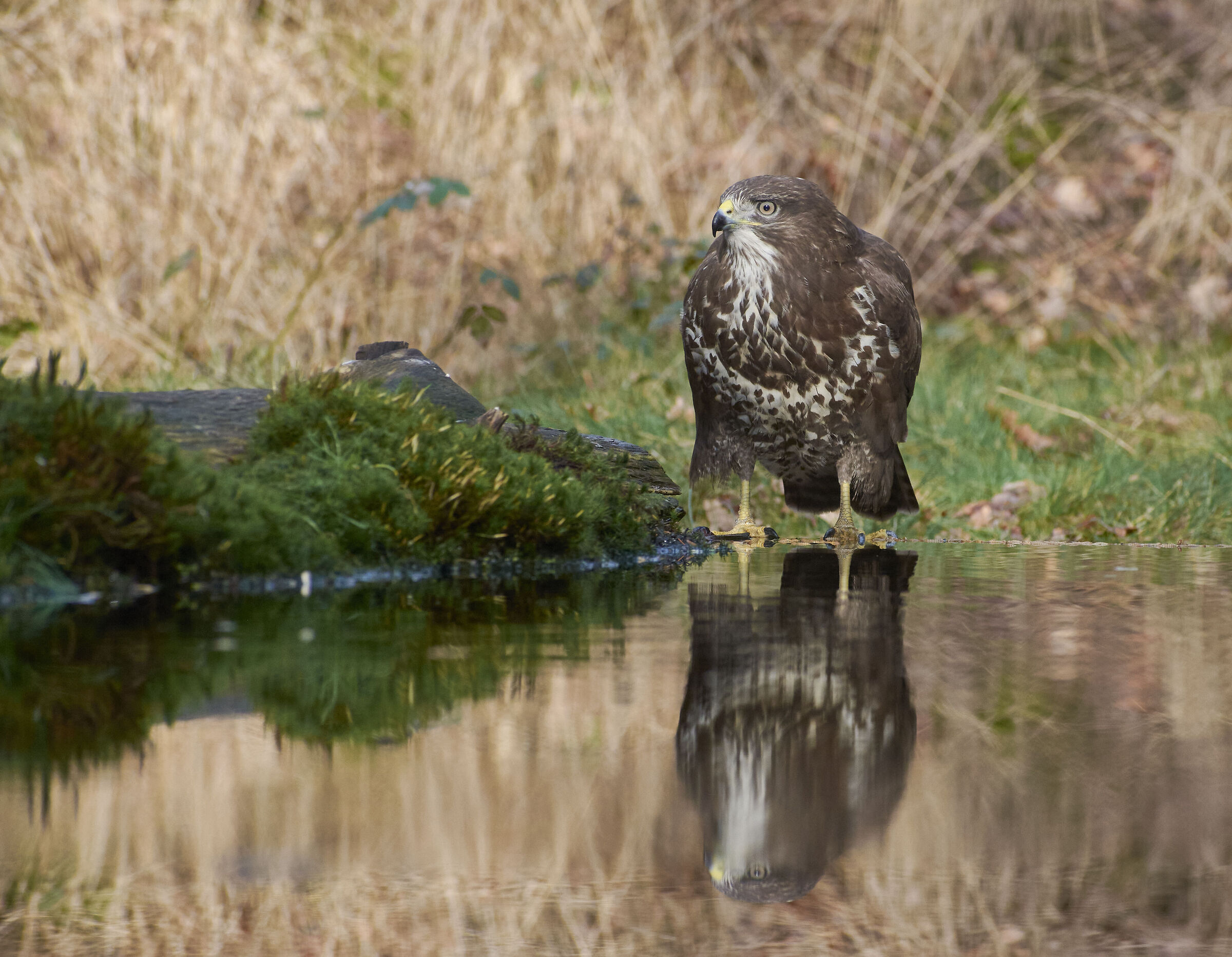 Poiana comune europea (Buteo buteo)