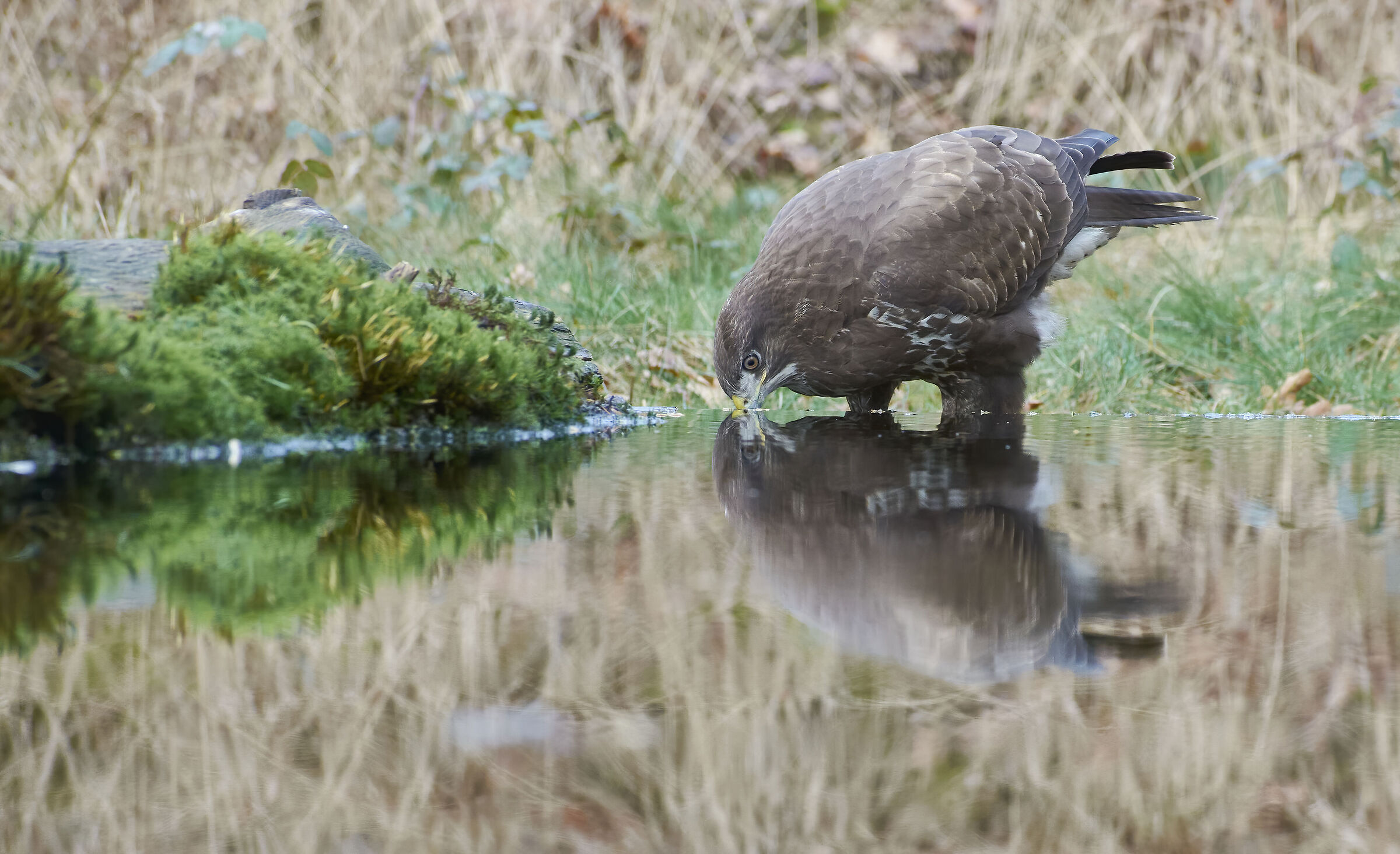European common Buzzard (Buteo buteo)