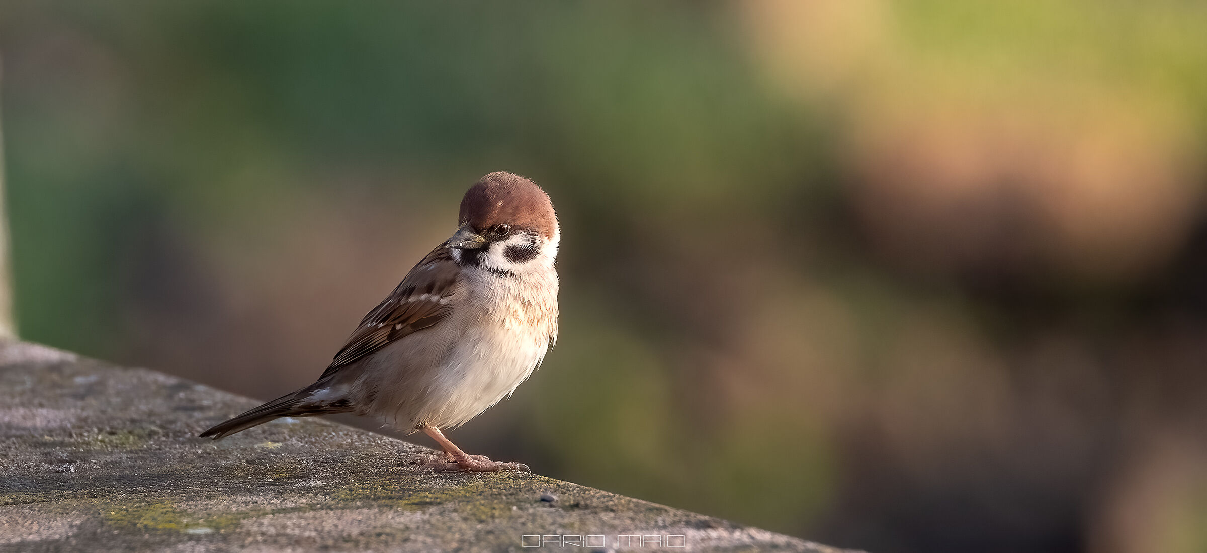 Passera Mattugia in the early hours of the morning