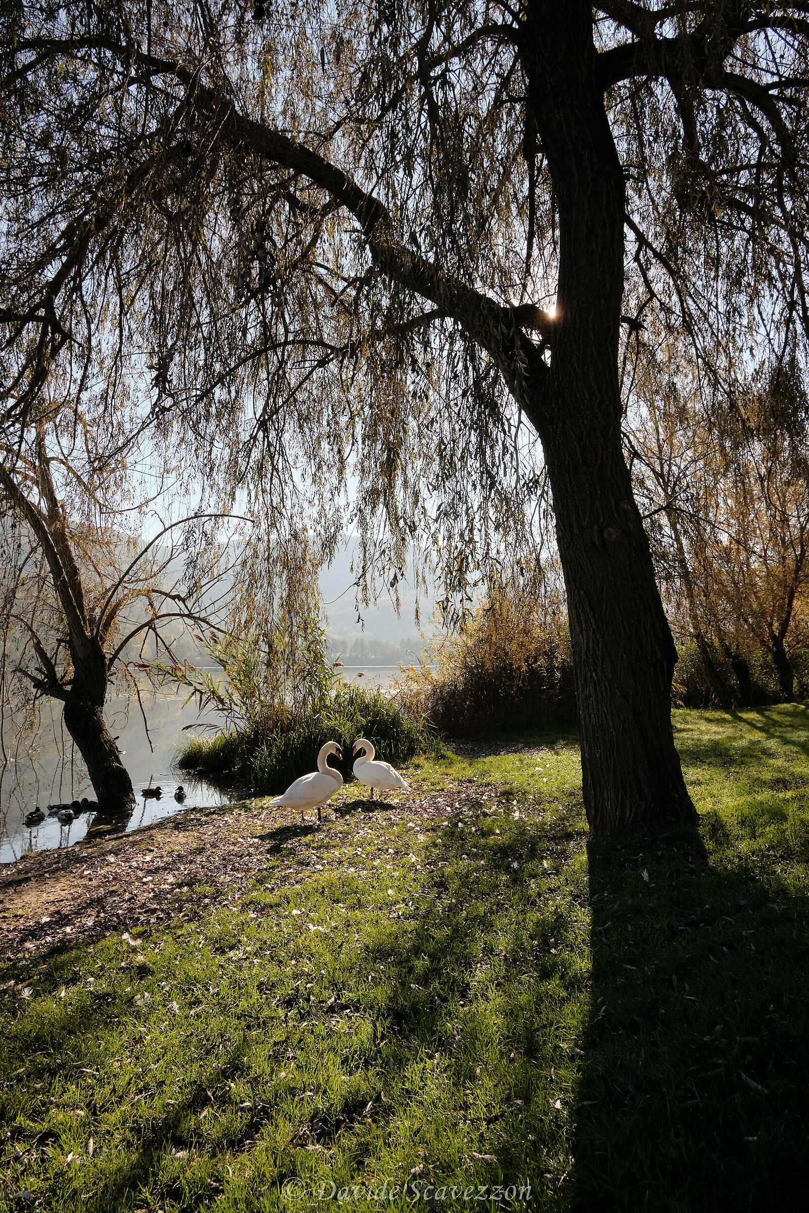 L'amore sotto i salici