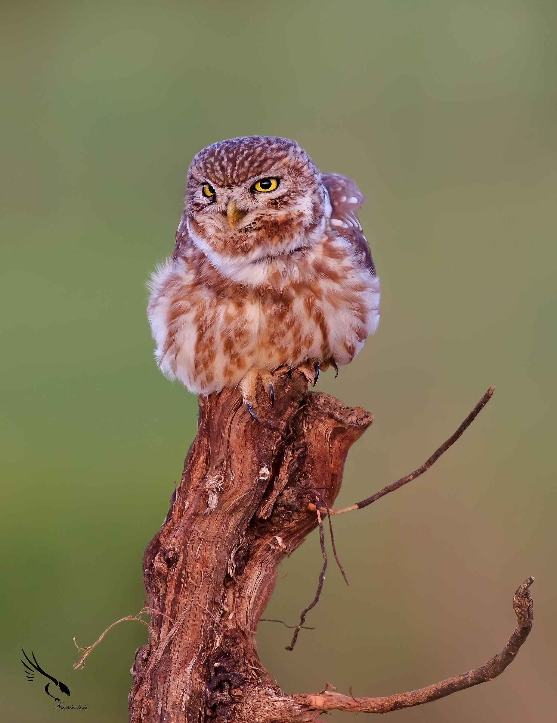 Little owl