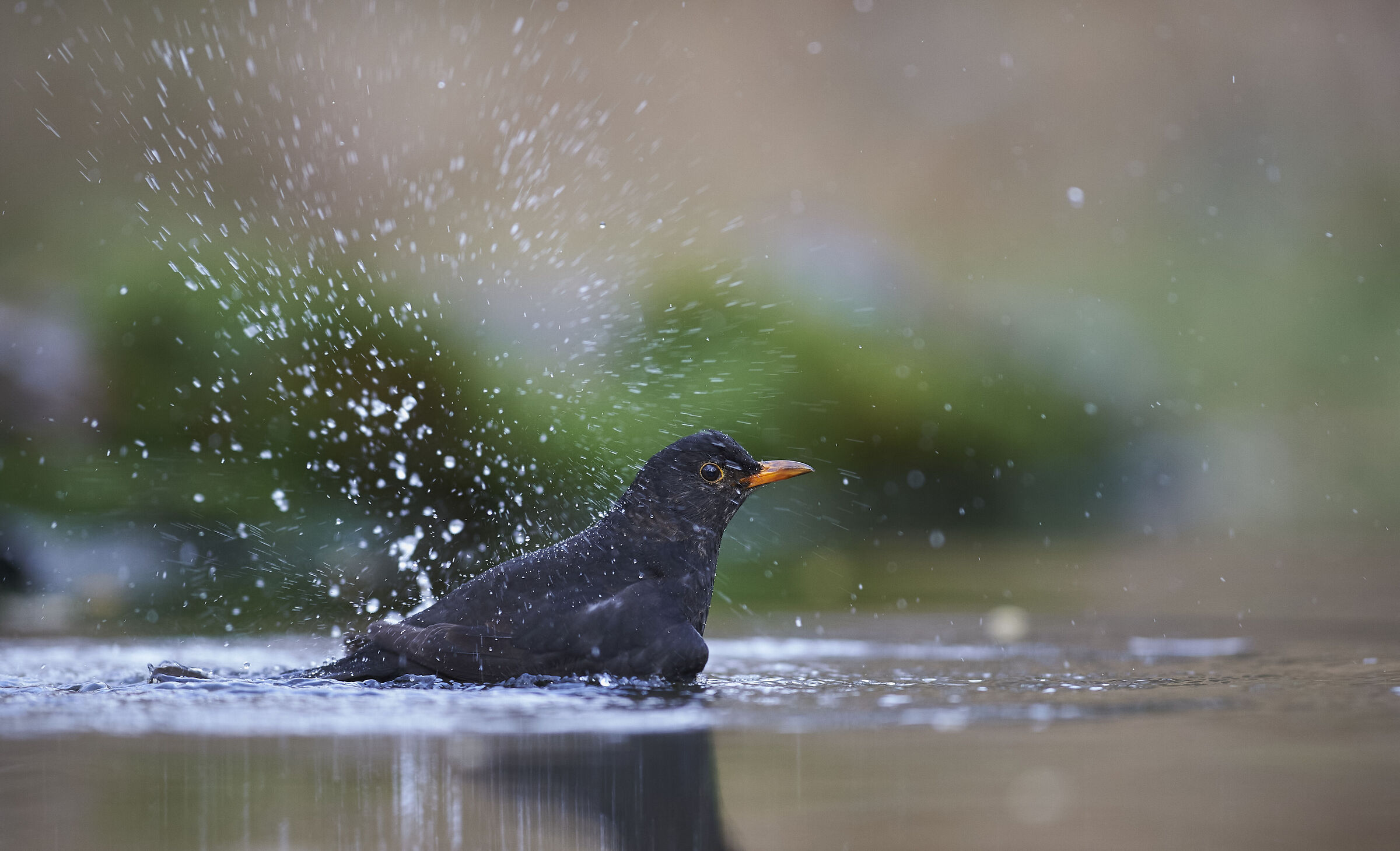 Blackbird bath.