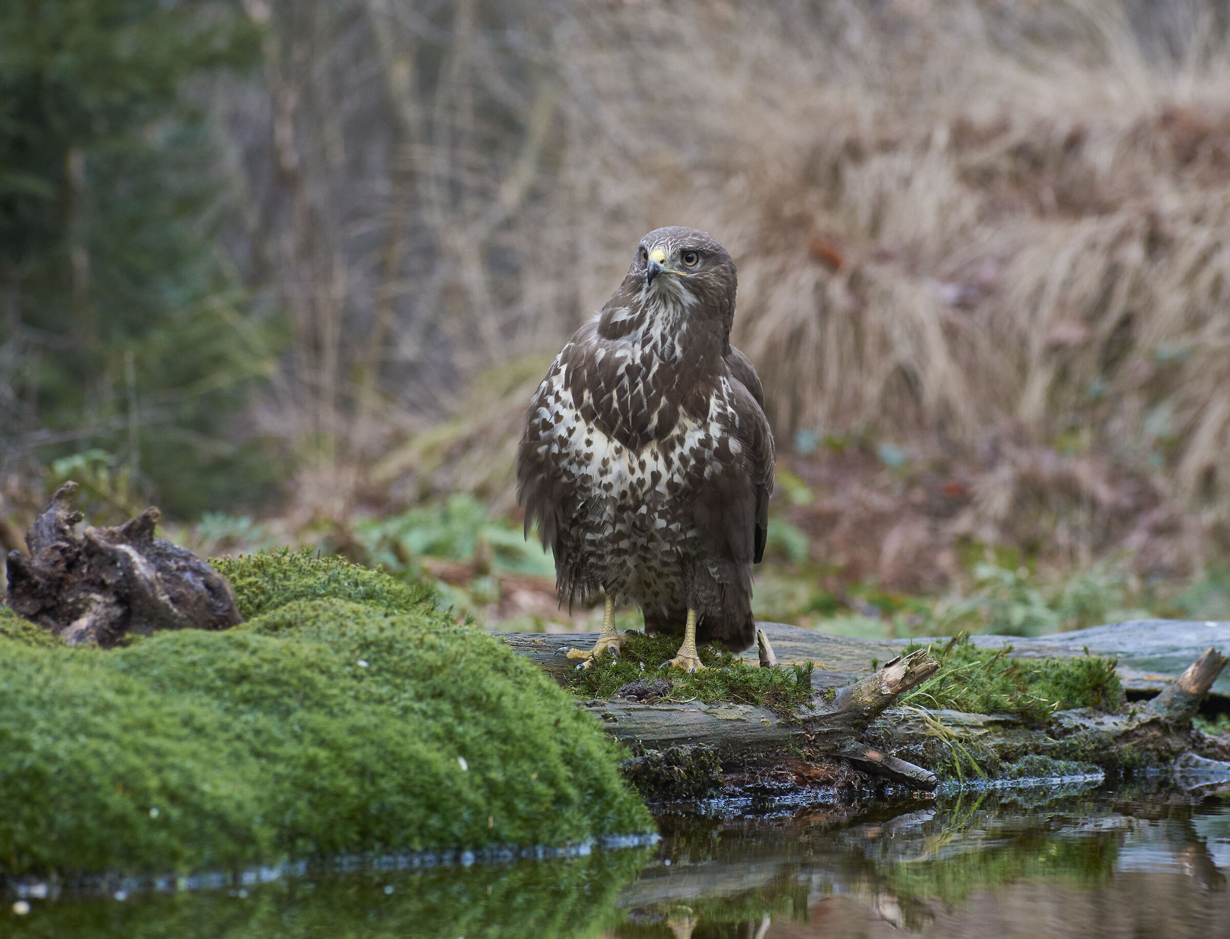 European common Buzzard (Buteo buteo)