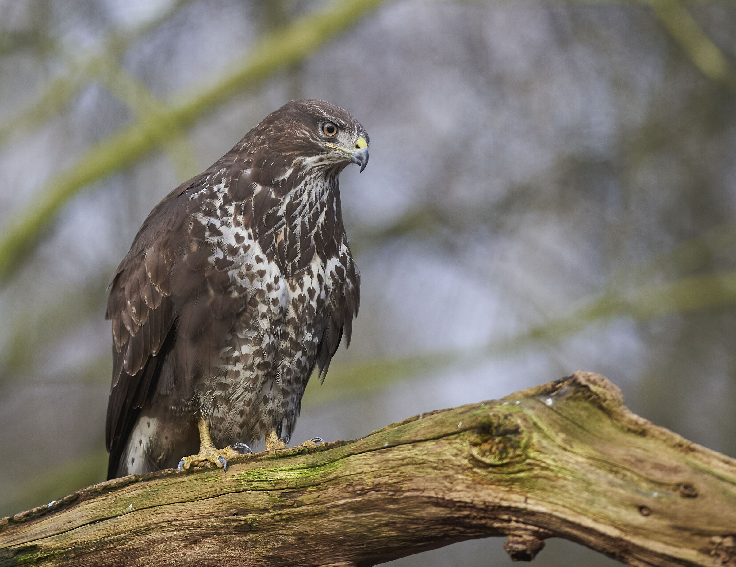 Poiana comune europea (Buteo buteo)