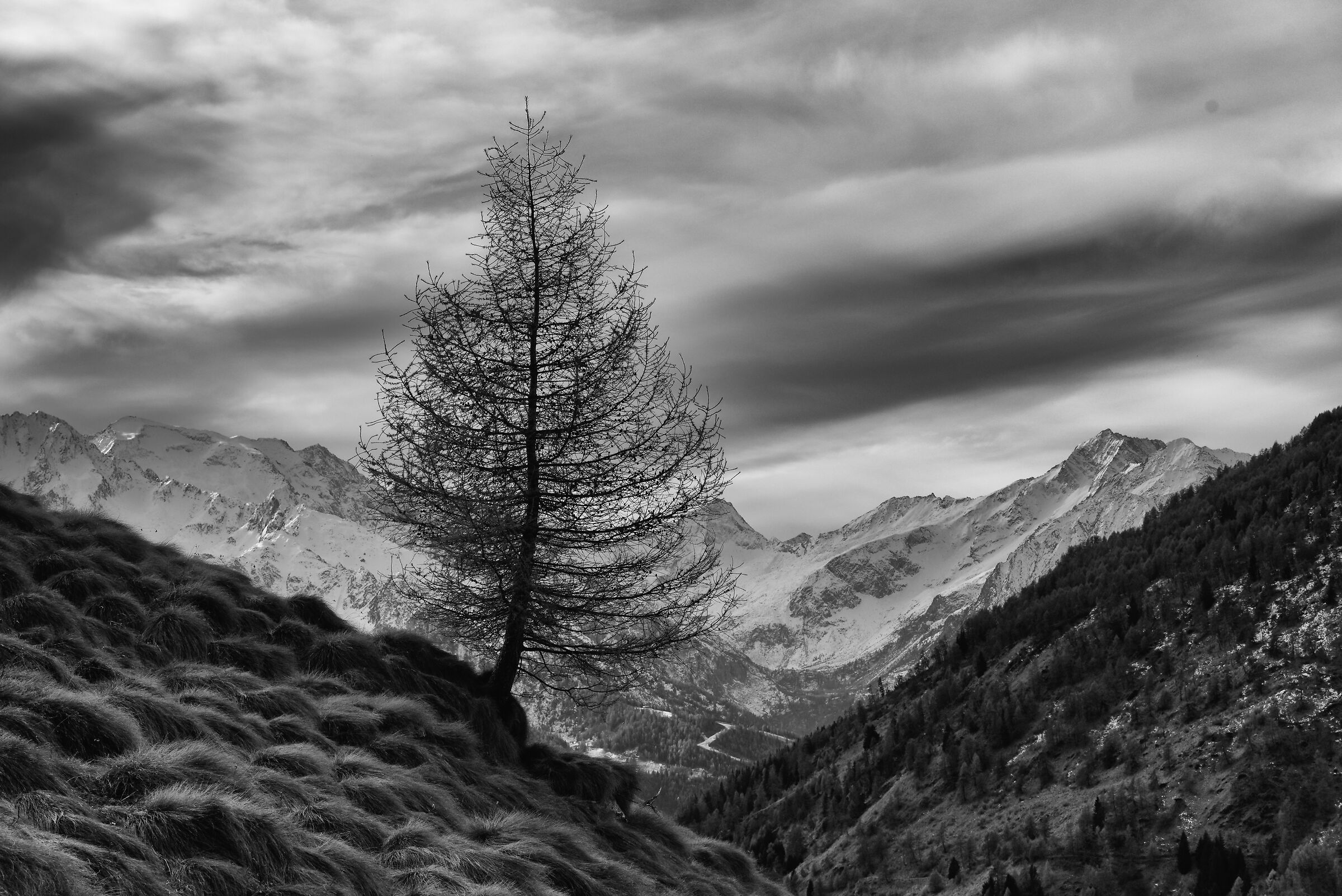 Towards the Graole