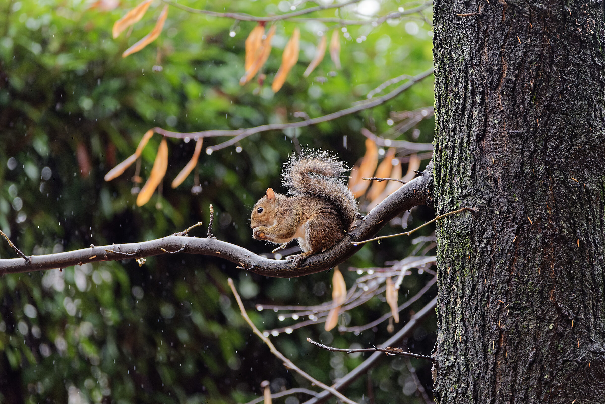 It rains but hunger is not lacking