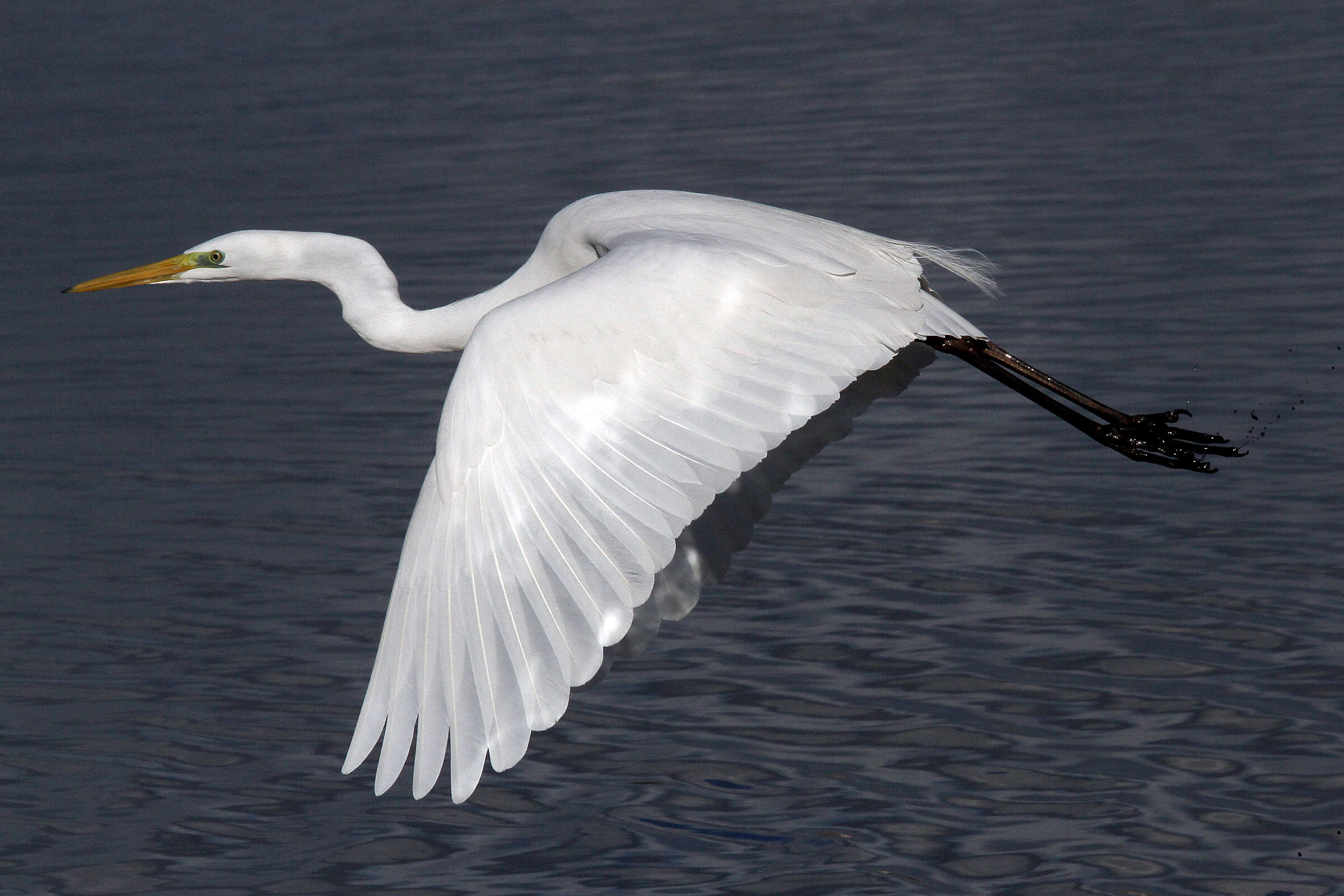 Greater white heron