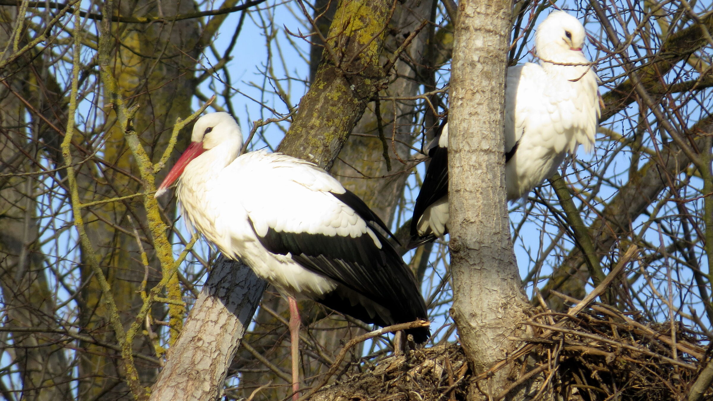 Stork
