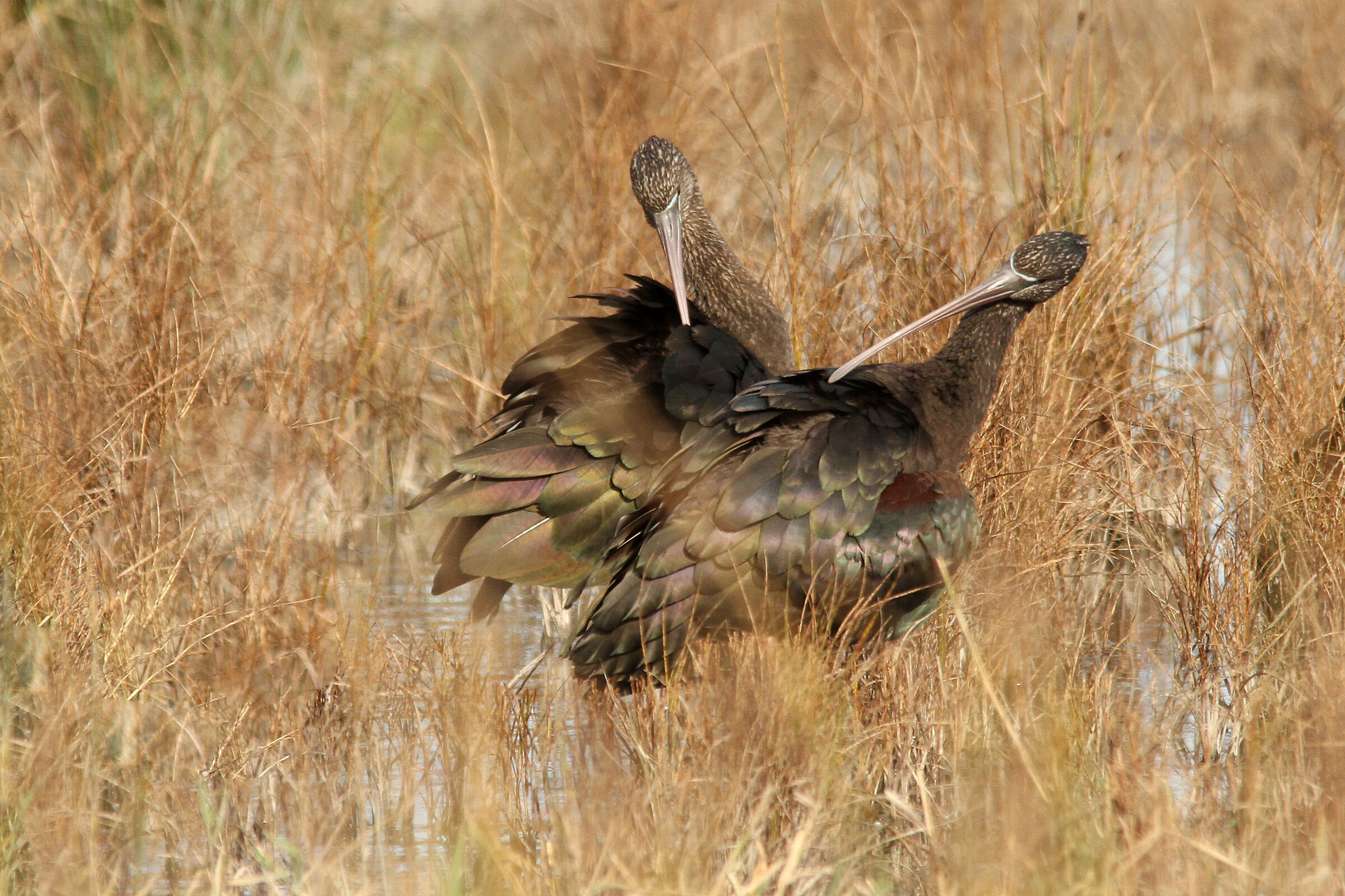 Ibis Mignattaio