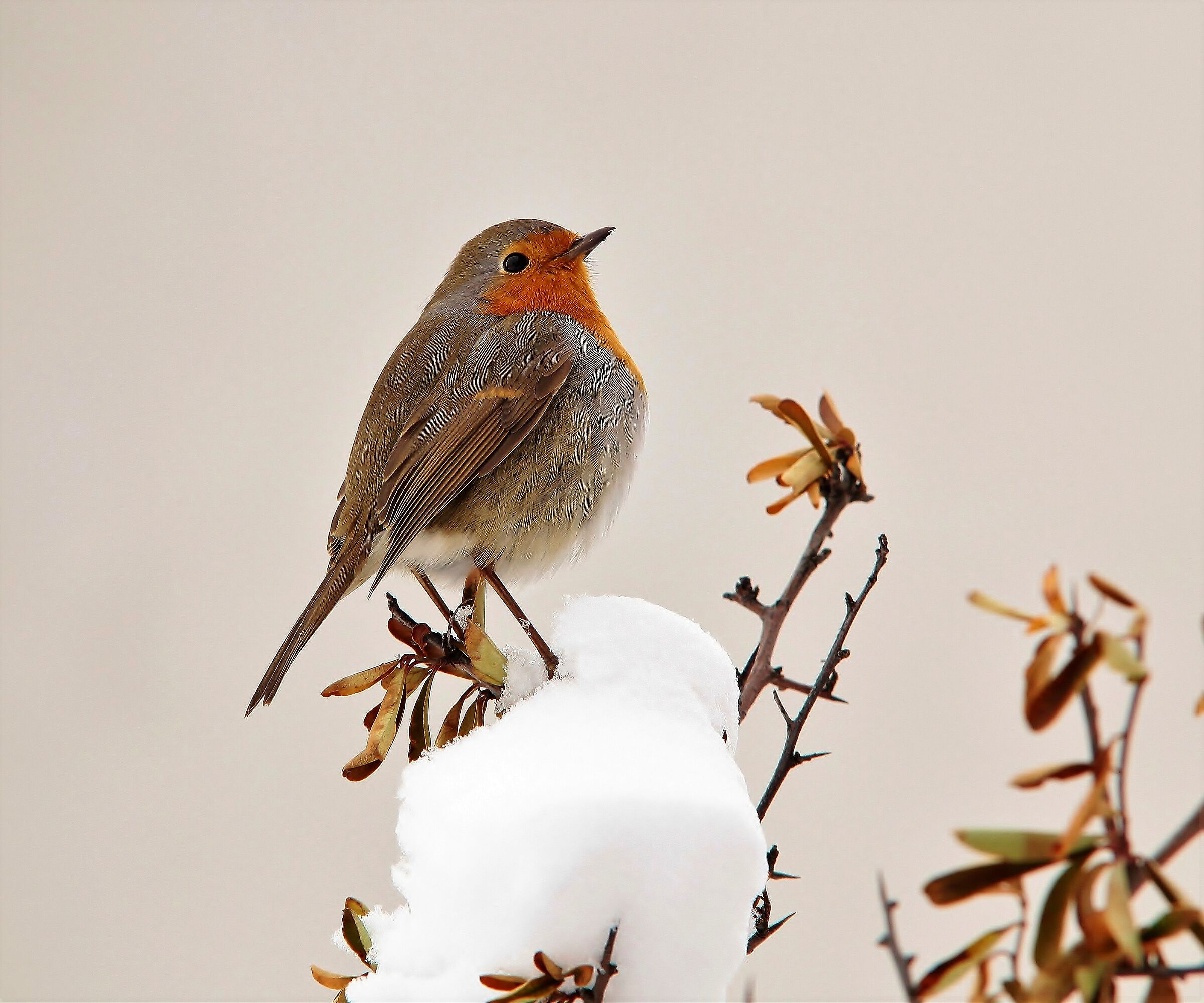 Robin for friend.