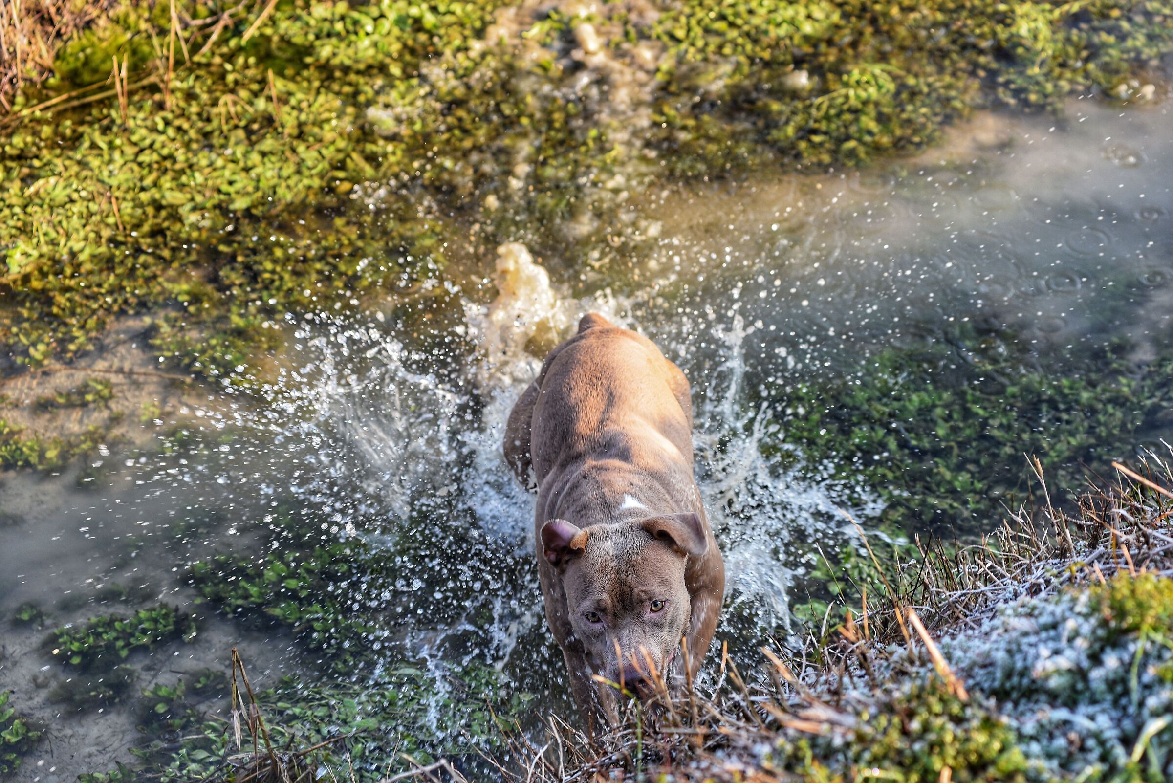 Play with water -Ebony-
