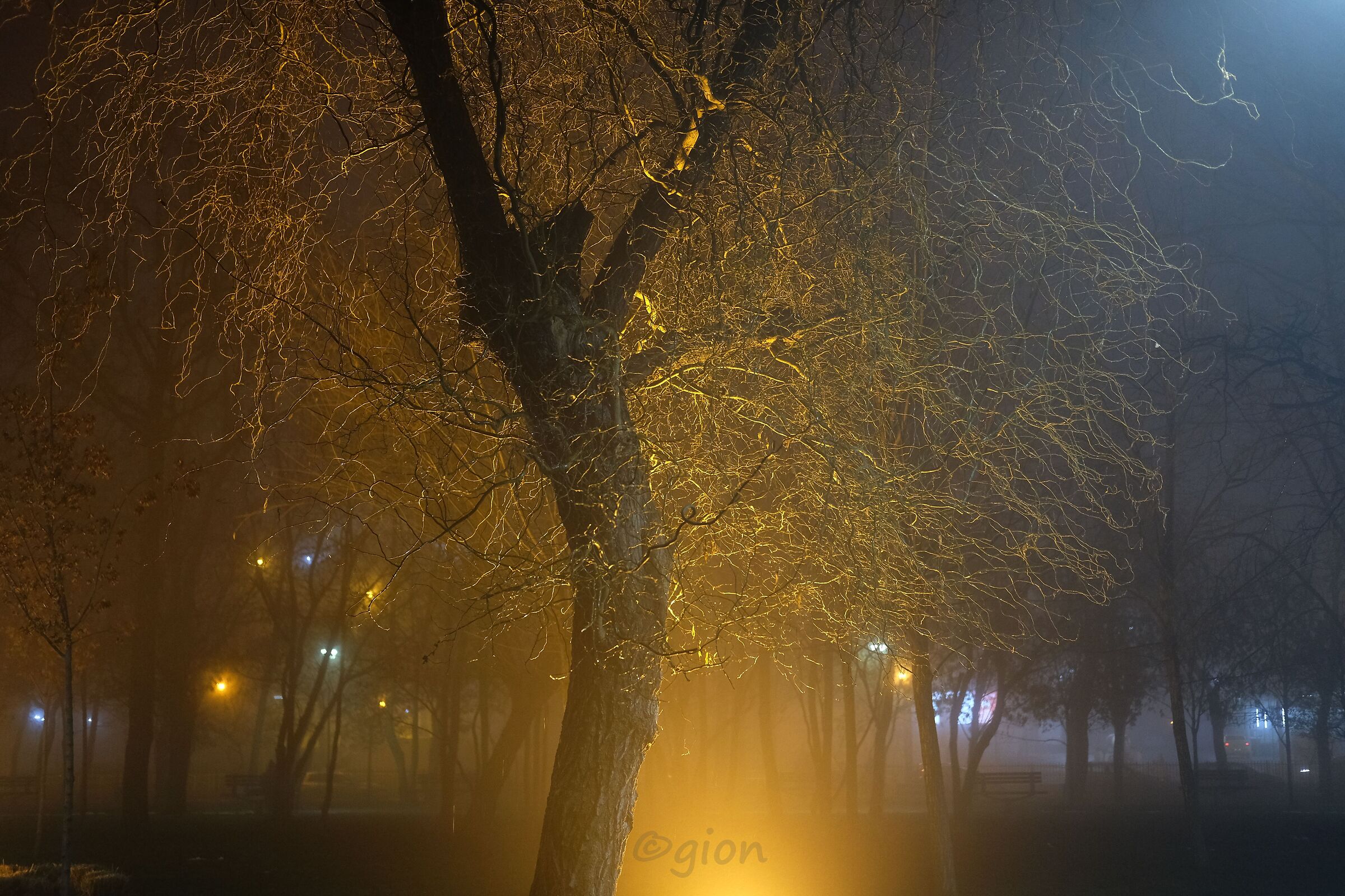 Albero mistic nebbioso