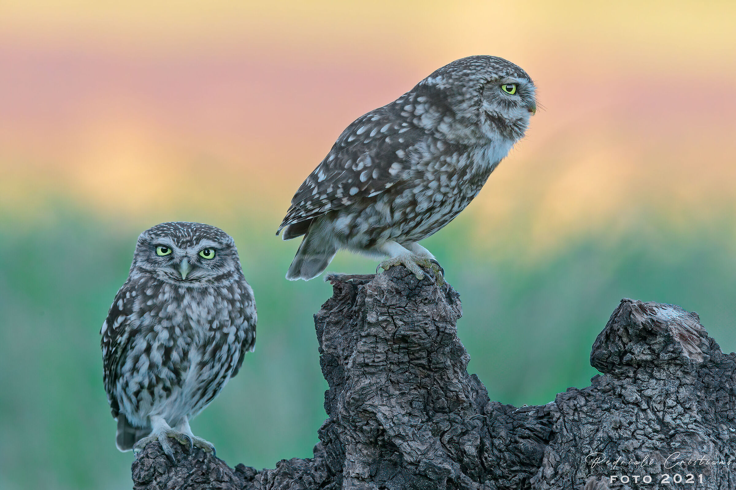 Owls in pairs...