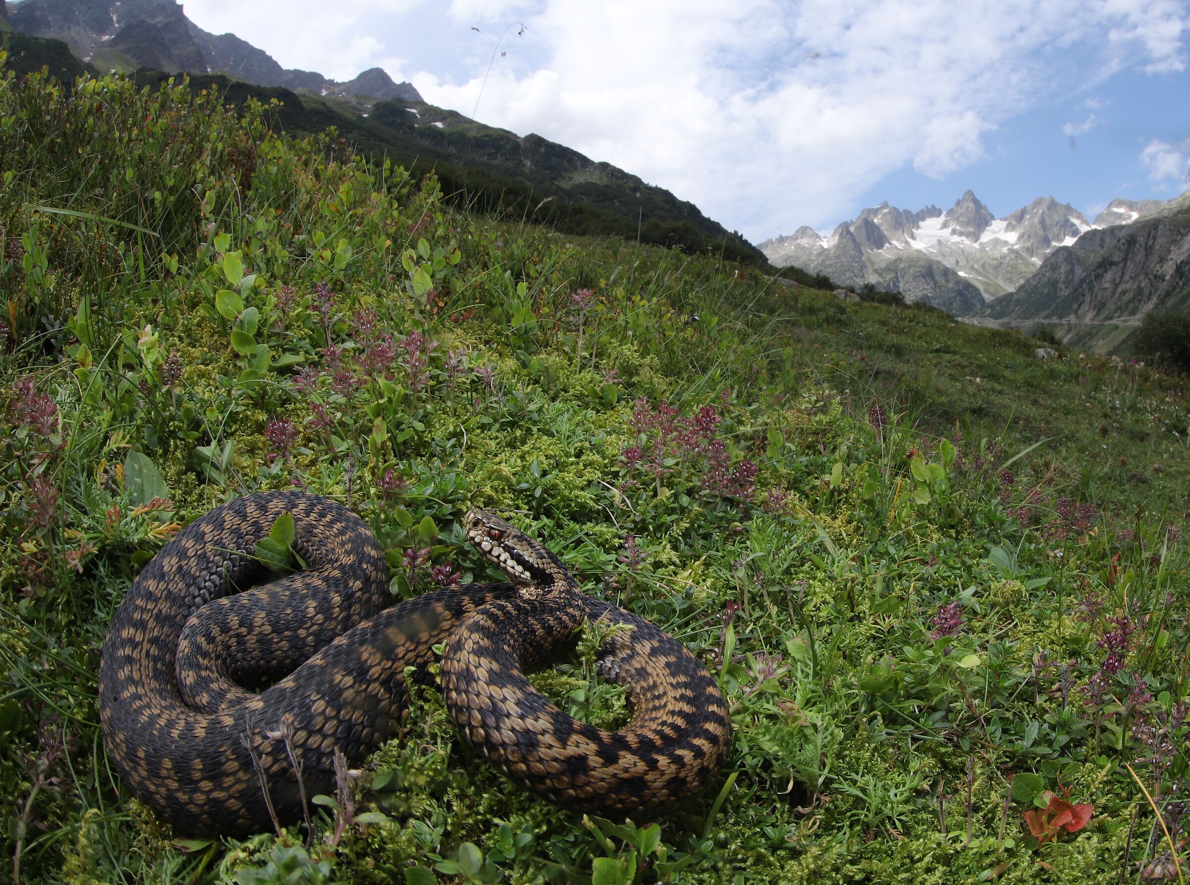 Vipera berus ssp. berus, femmina