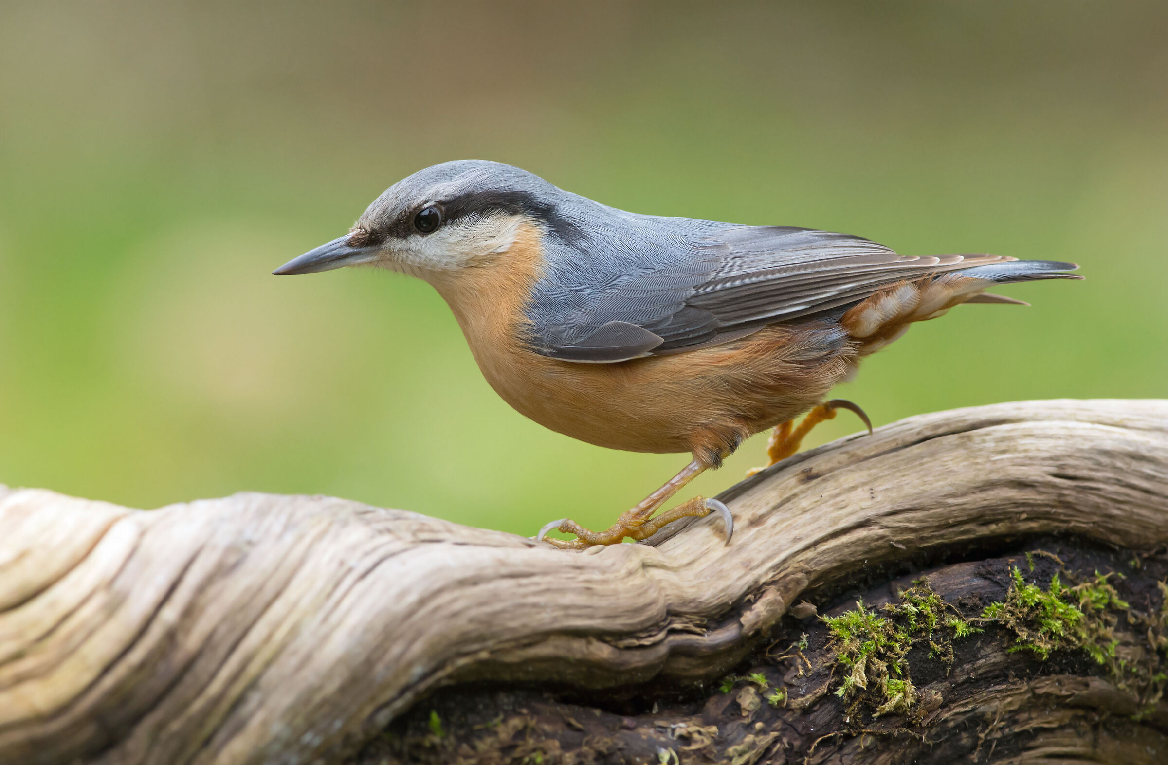 Nuthatč