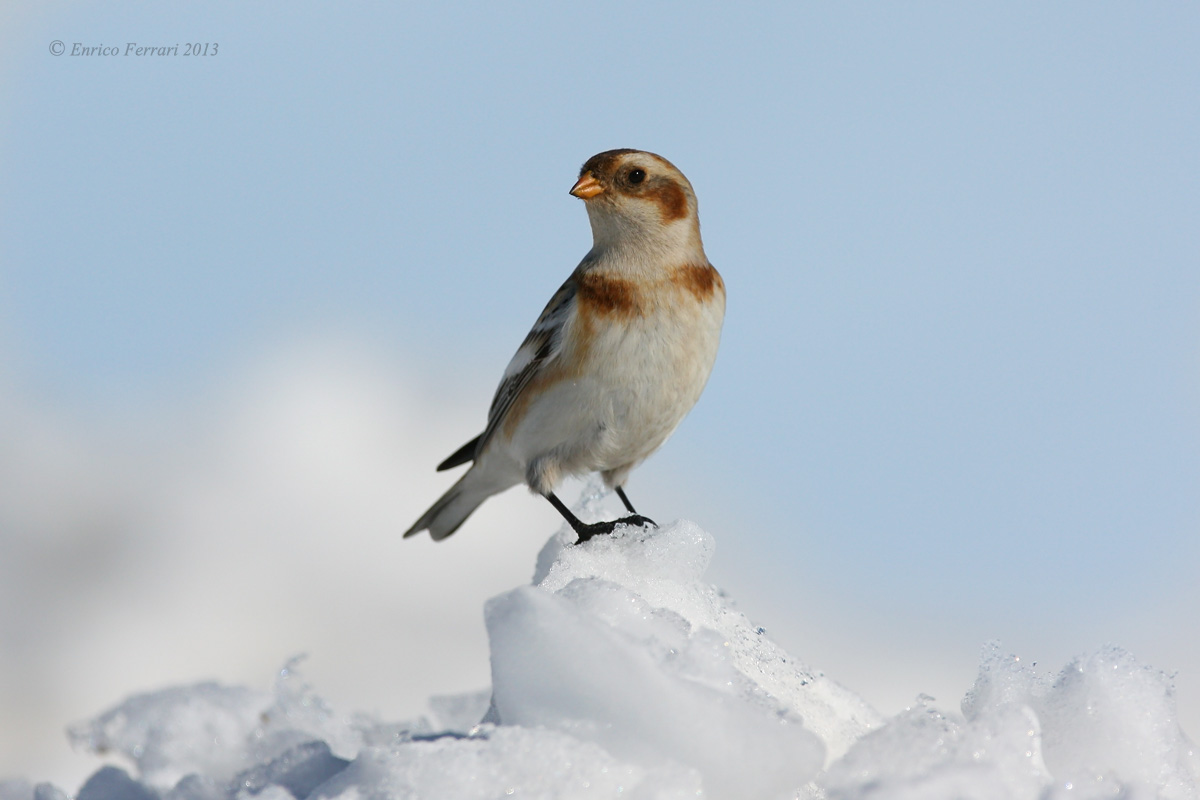 Snow Bunting - Plectrophenax nivalis