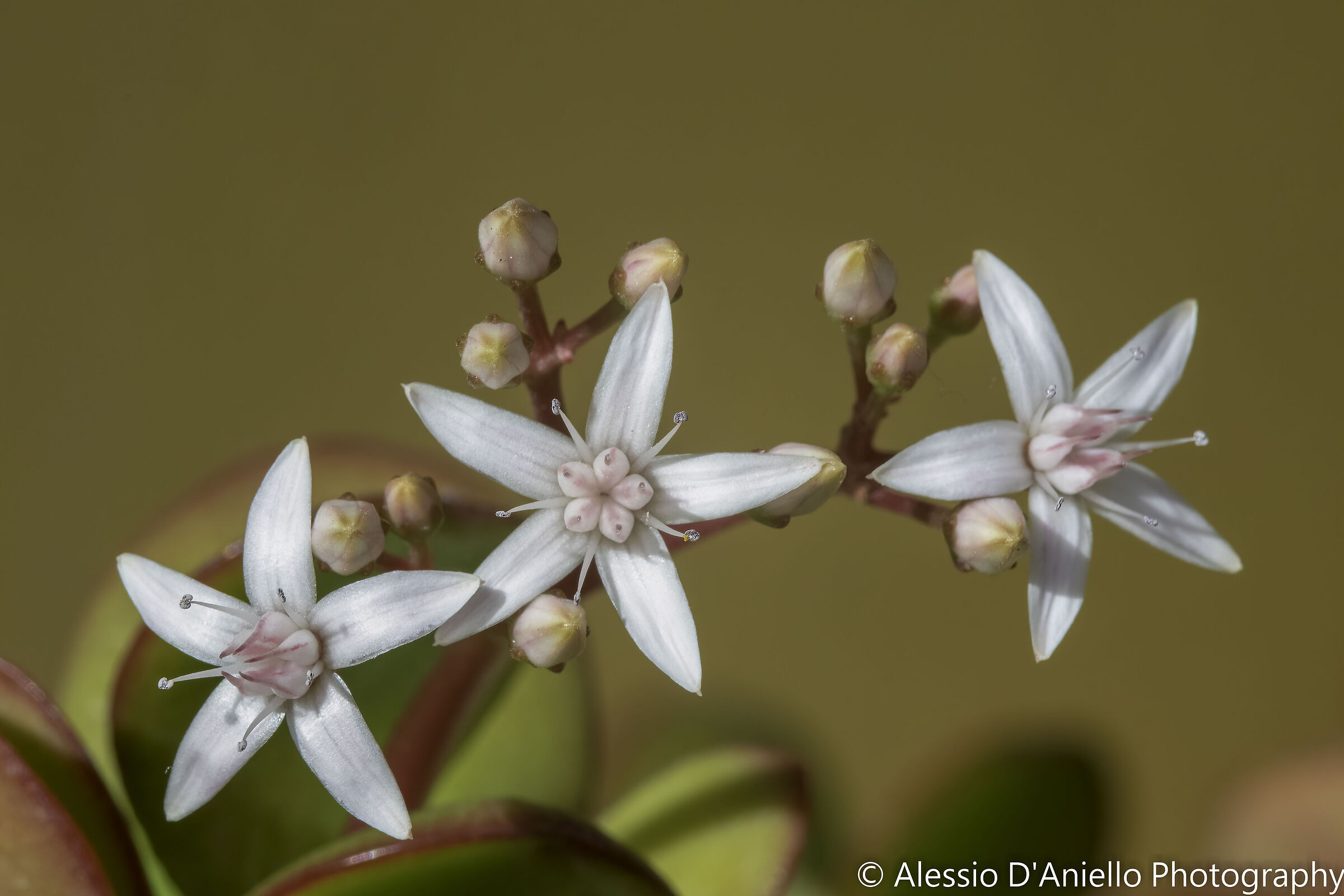 crassula arborescens