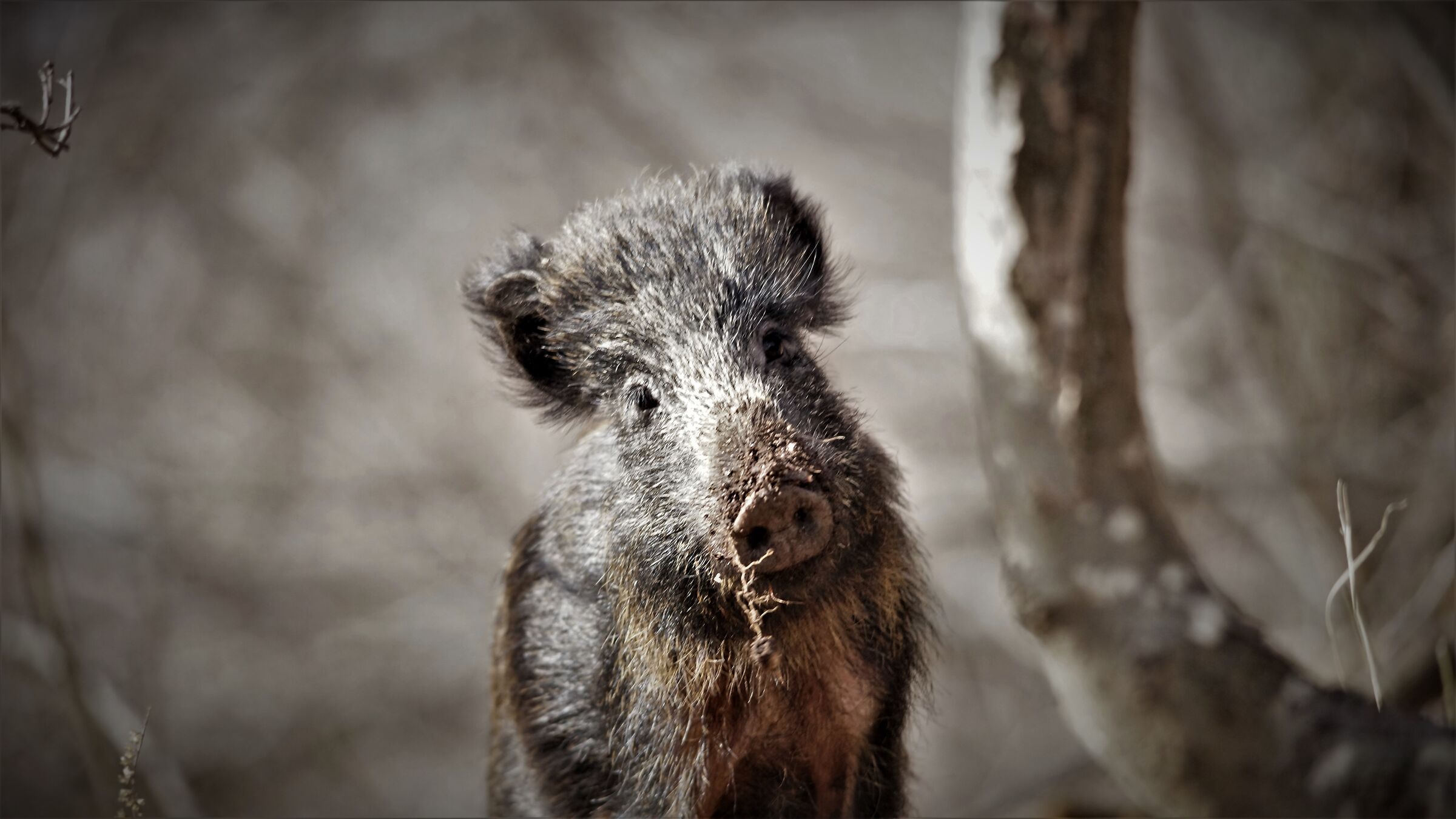 wild boar valley coal workers