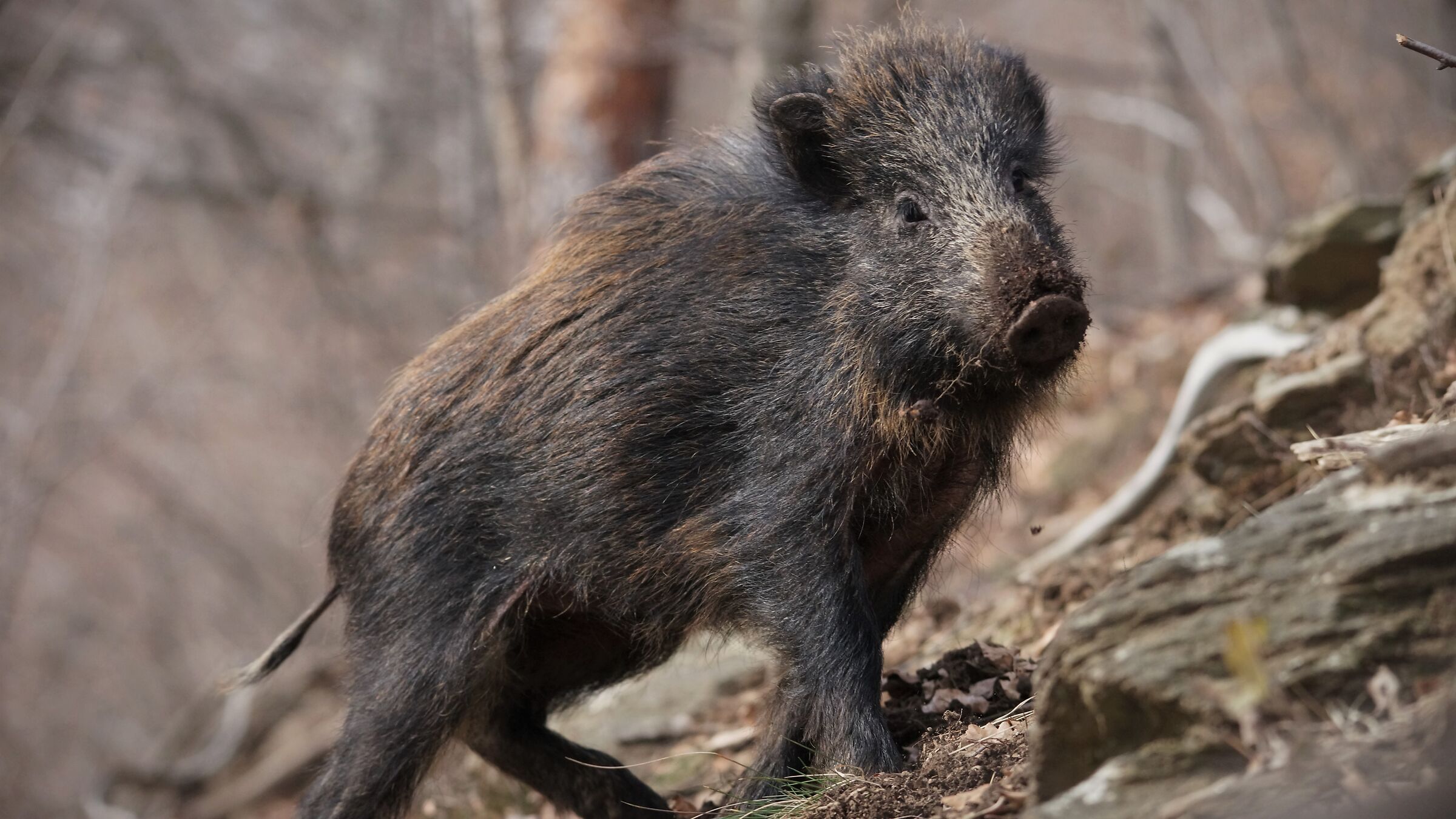 cinghiale valle carbonieri