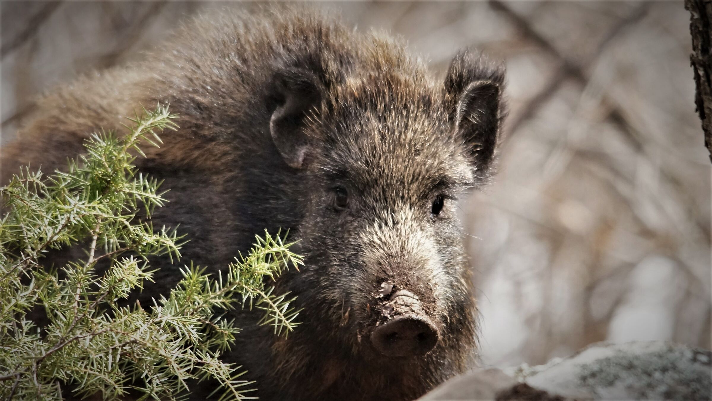 wild boar valley coal workers