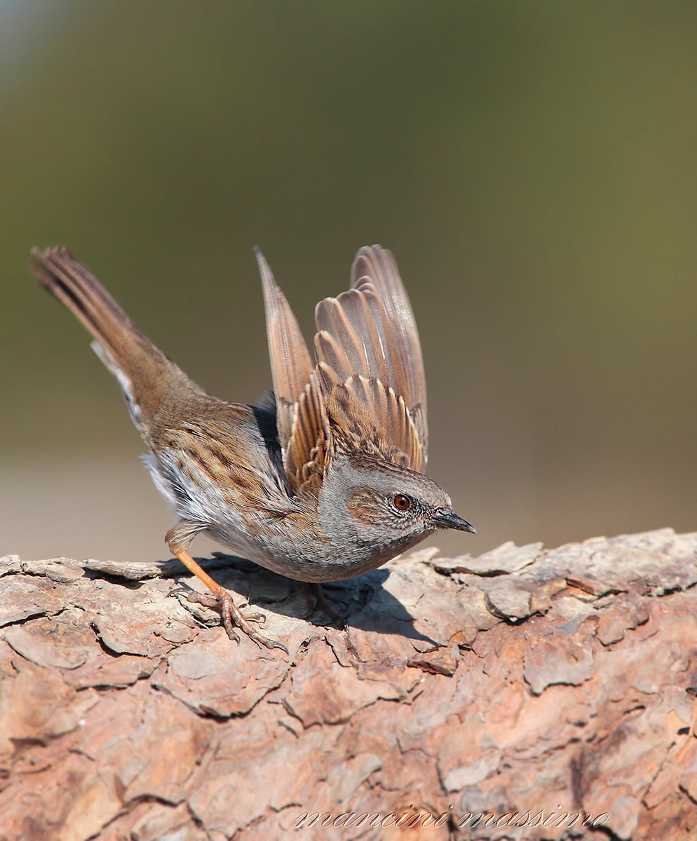 Passera scopaiola II (Prunella modularis)