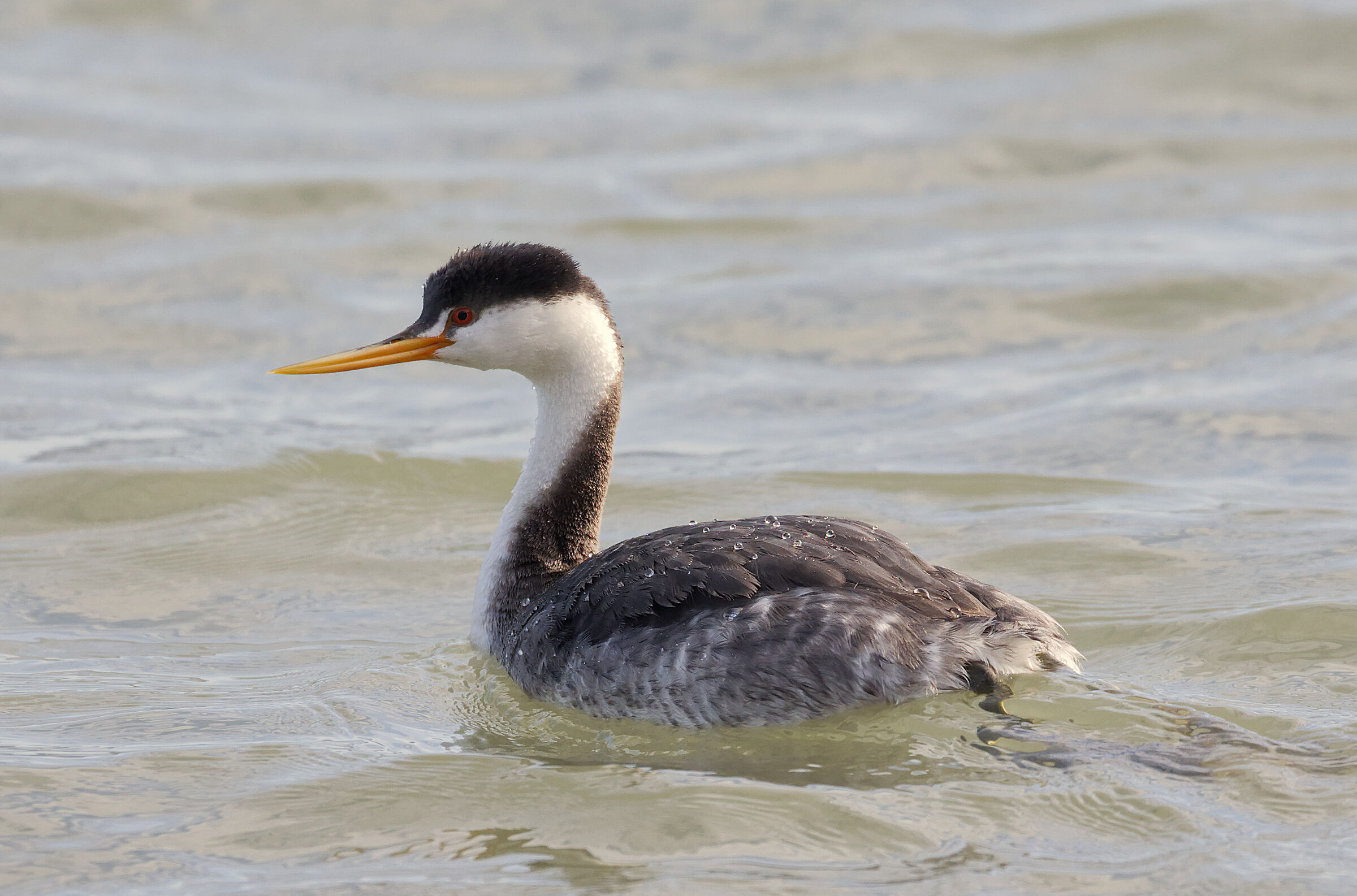 Clark's Grebe